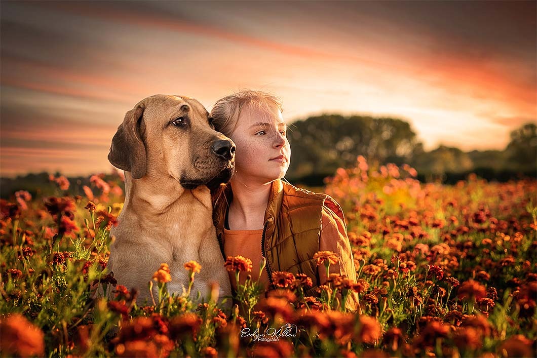 Ein Mädchen sitzt eng neben ihrem großen braunen Hund in einem orangefarbenen Blumenfeld, der Himmel ist rot