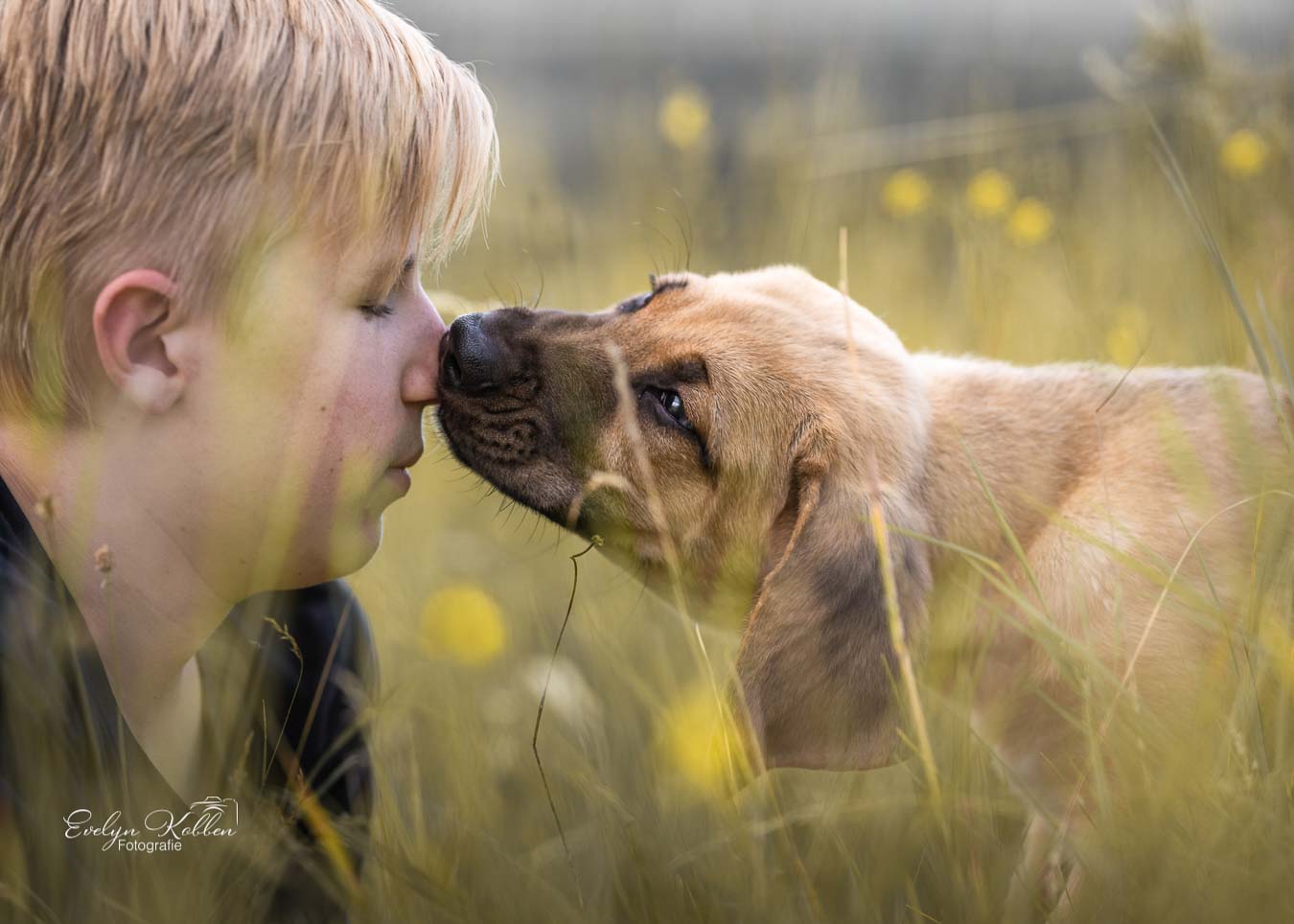 Broholmer Welpe leckt an der Nase eines kleinen Jungen, der Gesicht an Gesicht mit dem Hund spielt