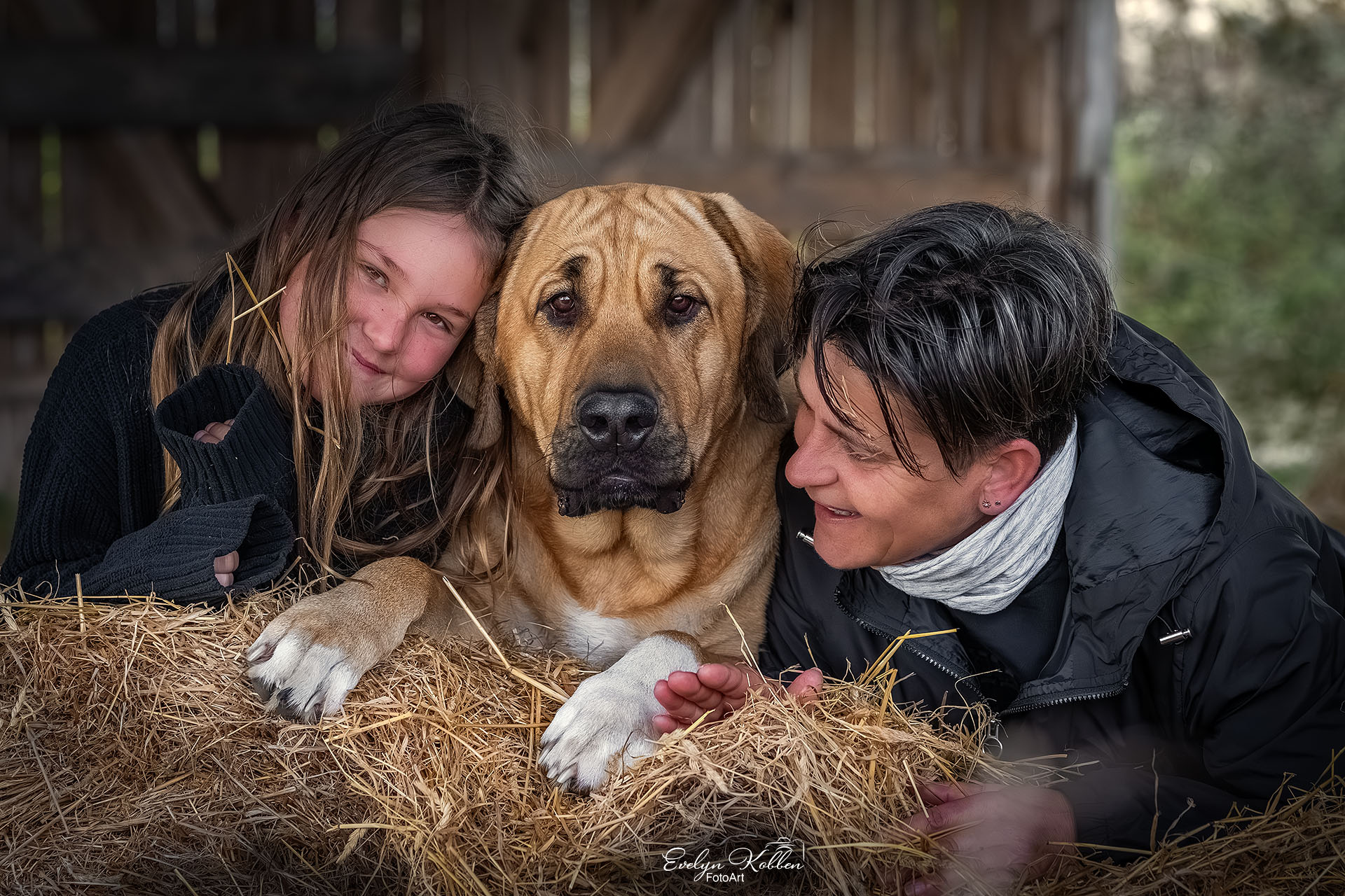 Broholmer – Hundefotografie und Familienfotografie in Deutschland
