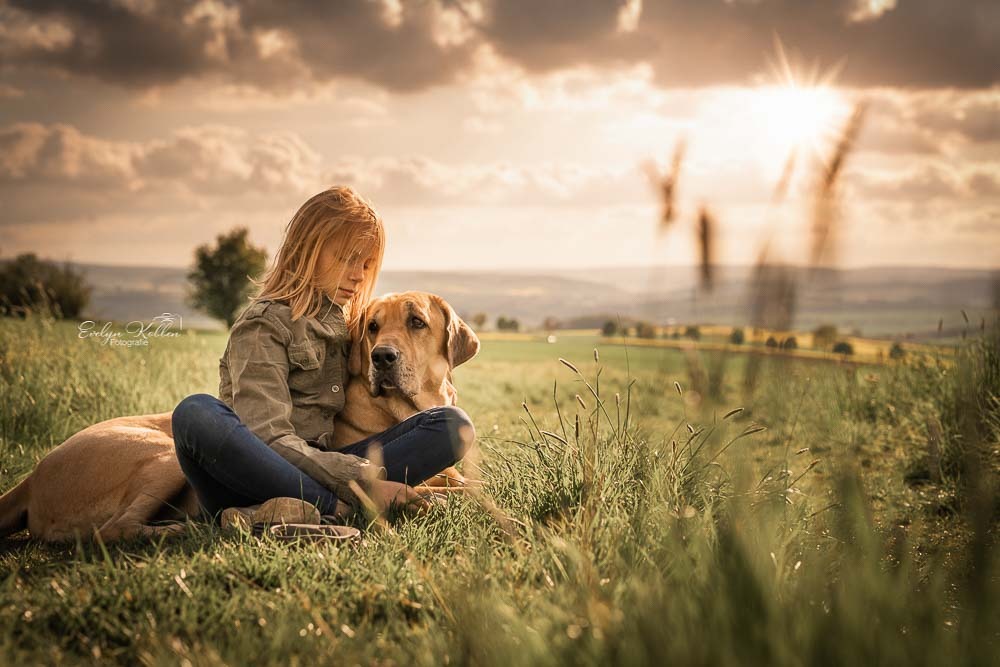 Ein Kind sitzt mit seinem Broholmer auf einer Wiese, das Kind lehnt sich an den großen braunen Hund an