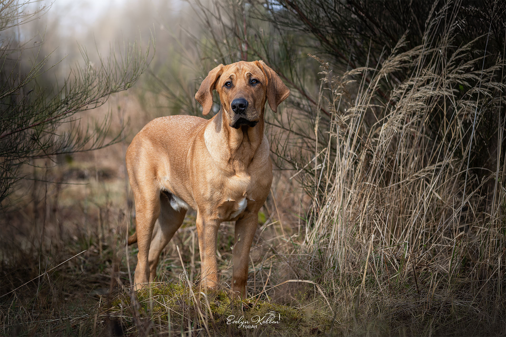 Broholmer – Hundefotografie zeigt einen in einer Wiese stehenden braunen Hund