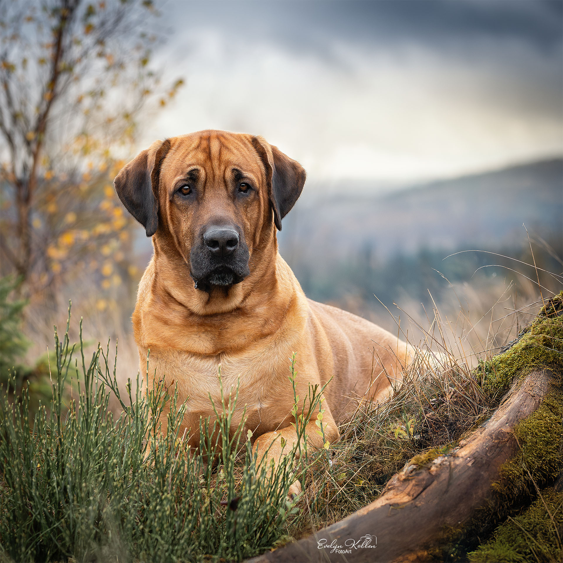 hundefotografie-hundefotos-broholmer-evelyn-kobben-fotoart-fotograf- 211