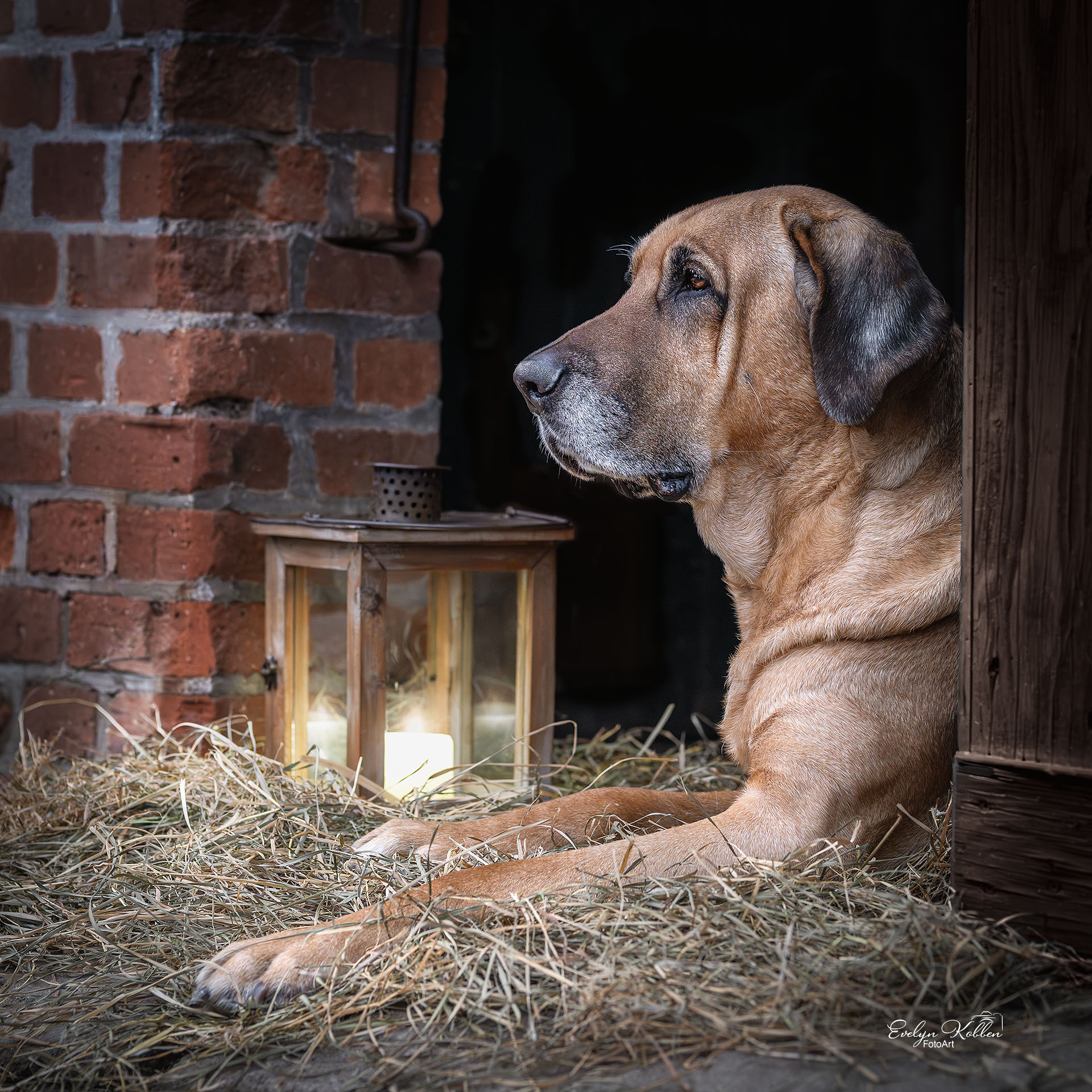 hundefotografie-hundefotos-broholmer-evelyn-kobben-fotoart-fotograf- 213