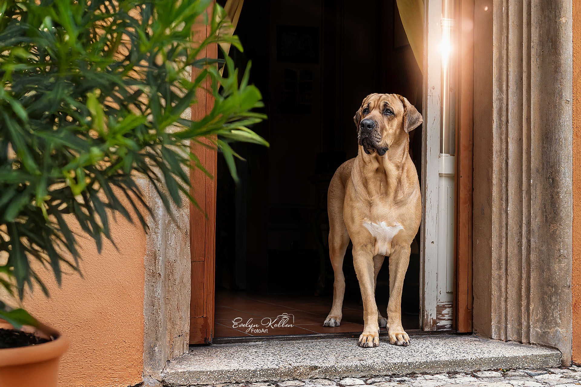 Broholmer – Hundefotografie