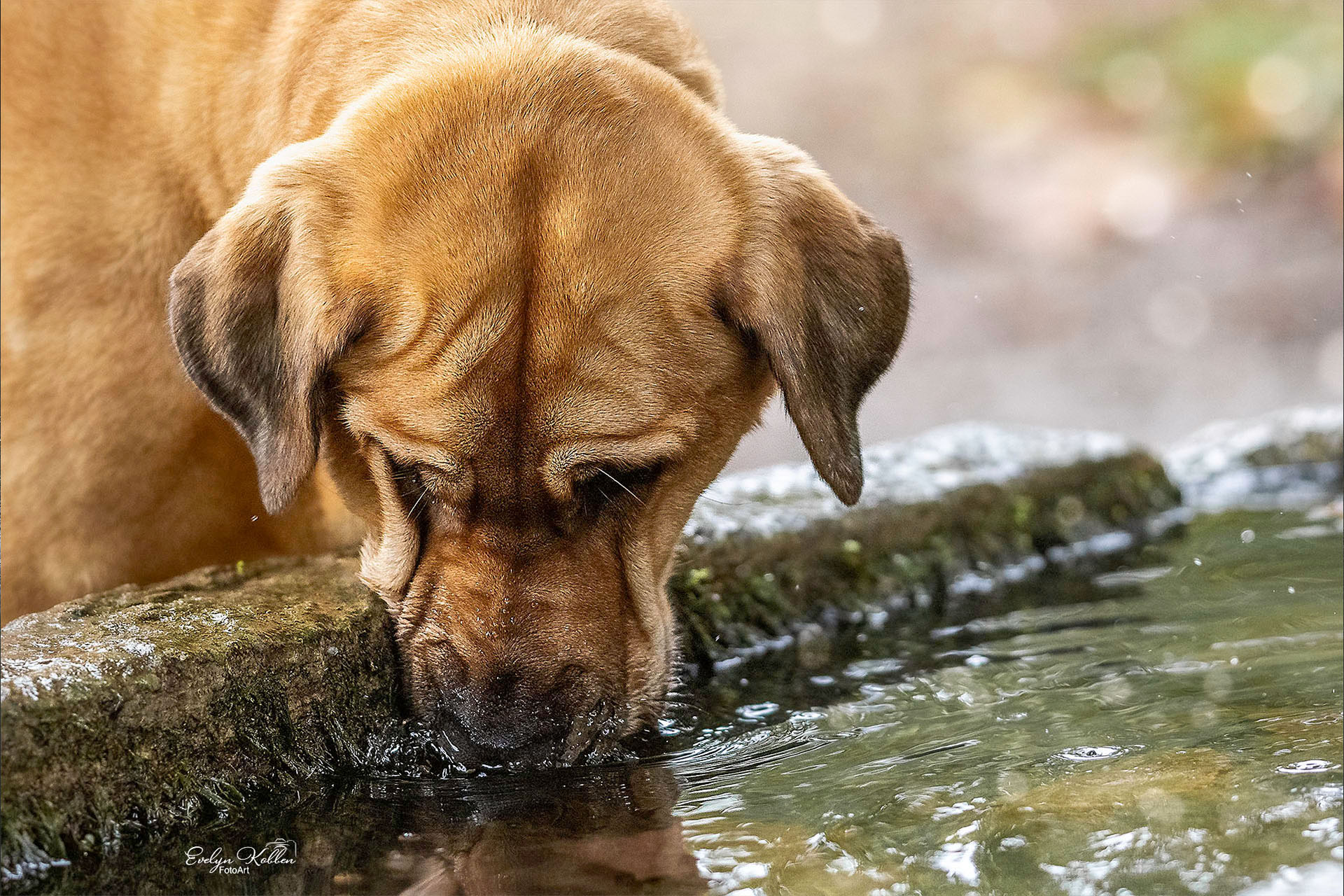 Broholmer Hund – Porträt in der Schweiz. Hund trinkt aus einem Brunnen