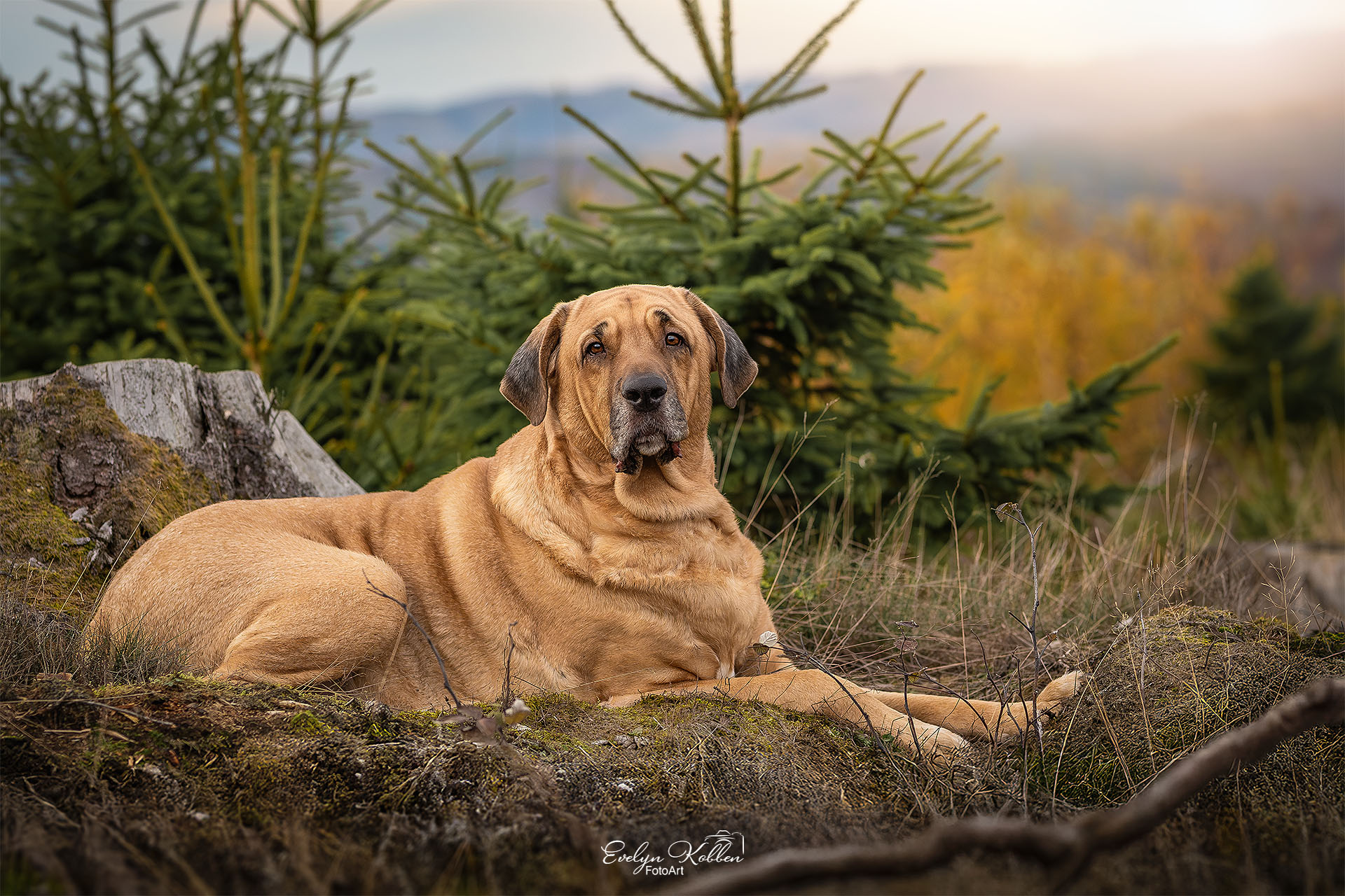 Broholmer – Hundefotografie