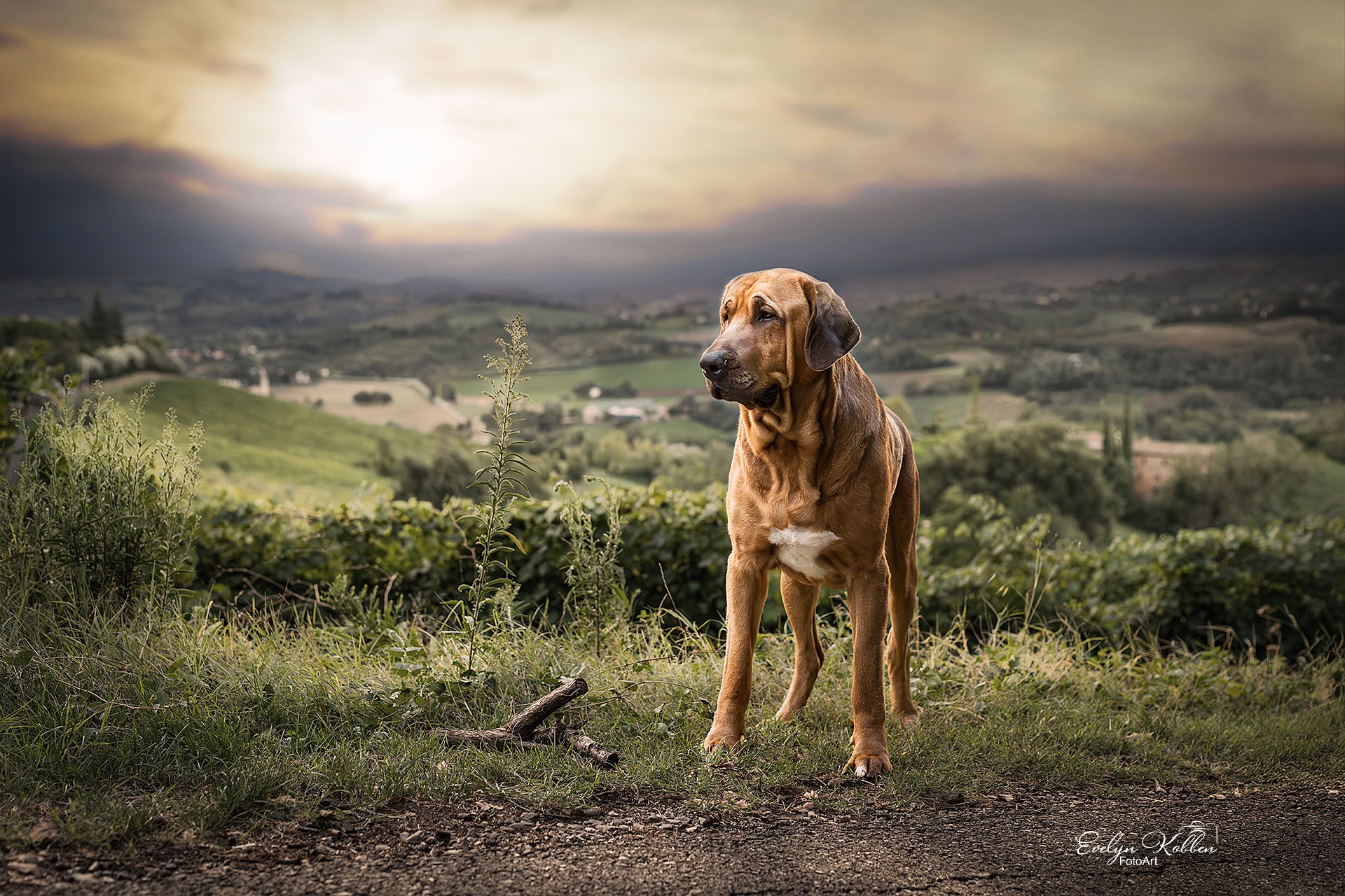 Broholmer – Hundefotografie in Italien. Ein Broholmer steht vor Panoramablick in die Berge Italiens