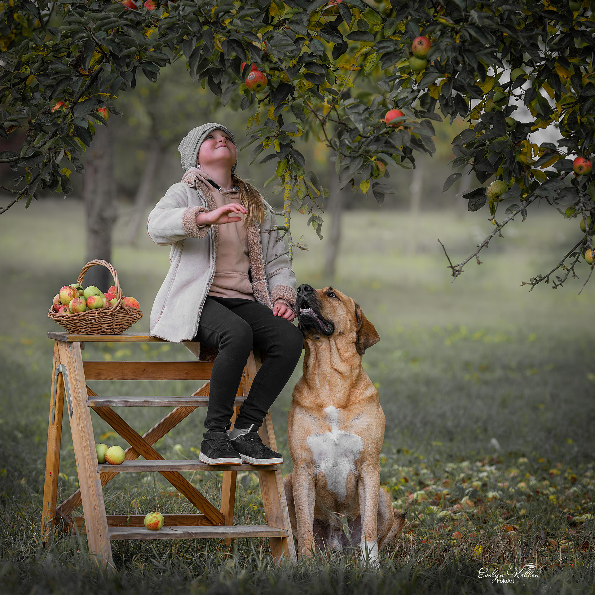 Broholmer – Hundefotografie auf einer deutschen Obstbaumwiese Ein Kind pflückt zusammen mit ihrem Broholmer Äpfel auf einer Obstbaumwiese