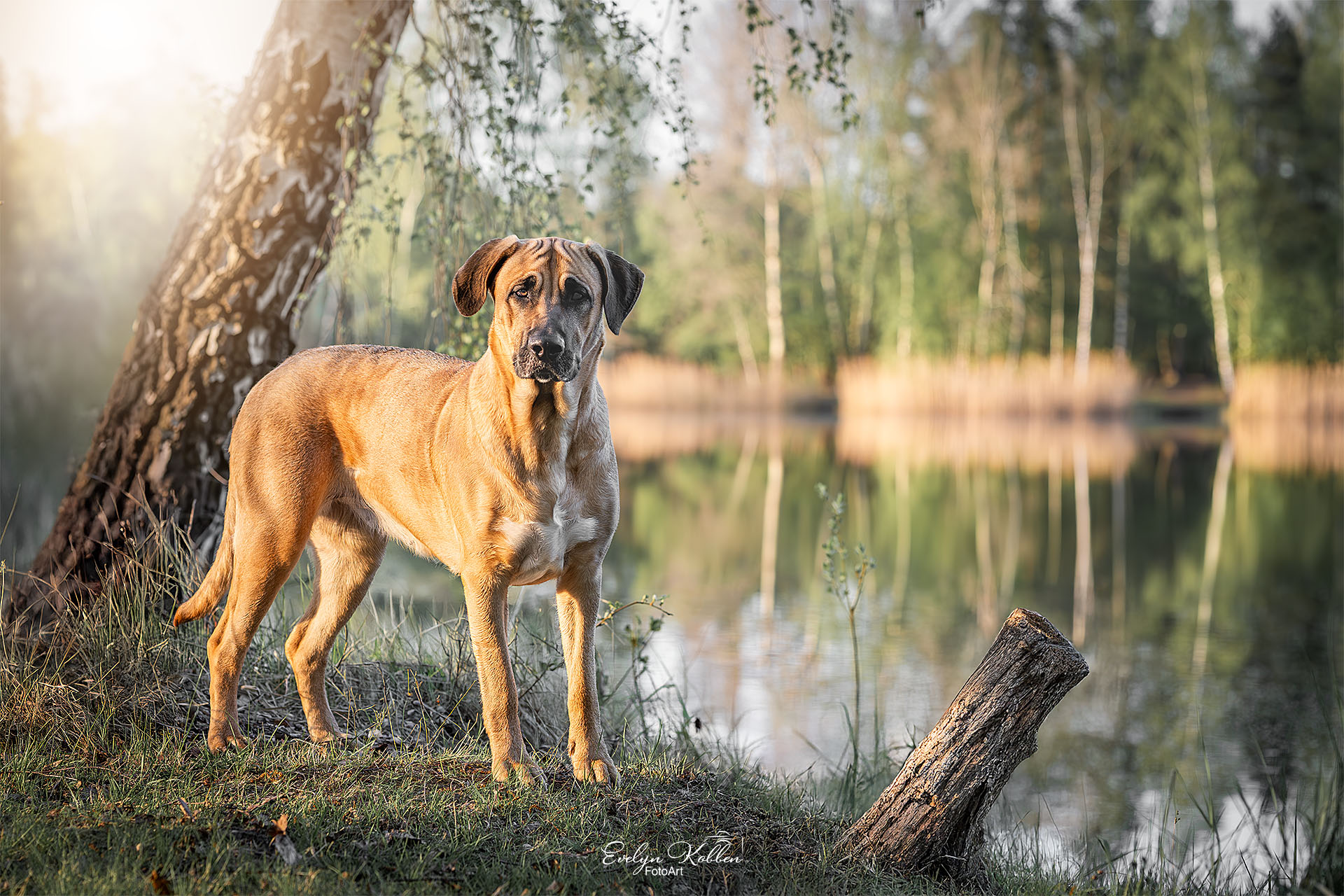 Broholmer – Hundefotografie in Deutschland vor einem See