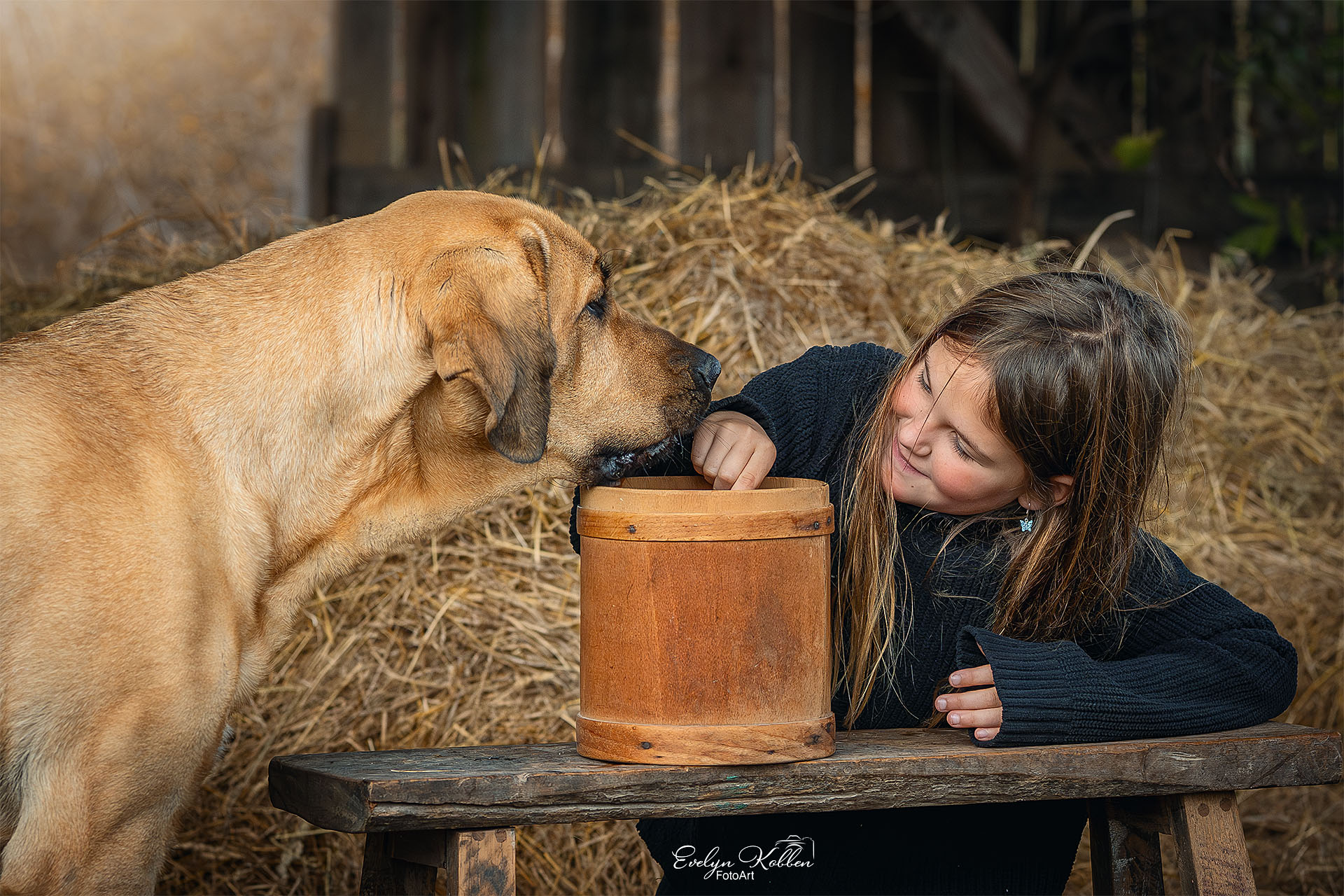 Broholmer – Hundefotografie in Deutschland