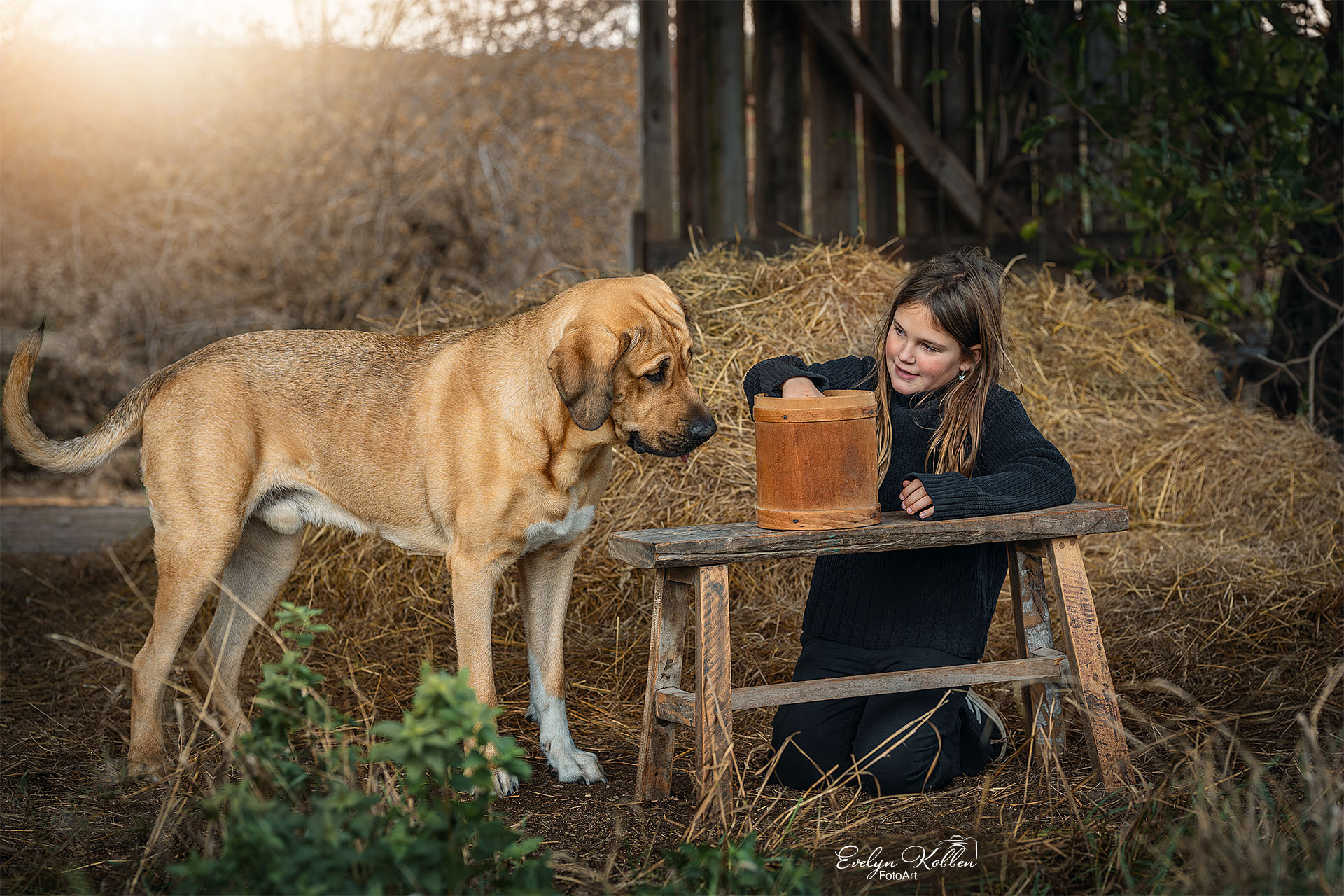 Broholmer – Hundefotografie in Deutschland