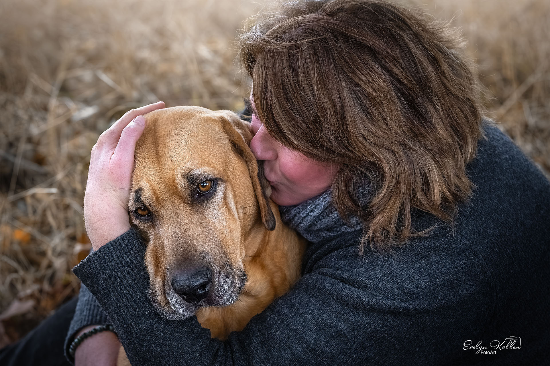 Broholmer – Hundefotografie