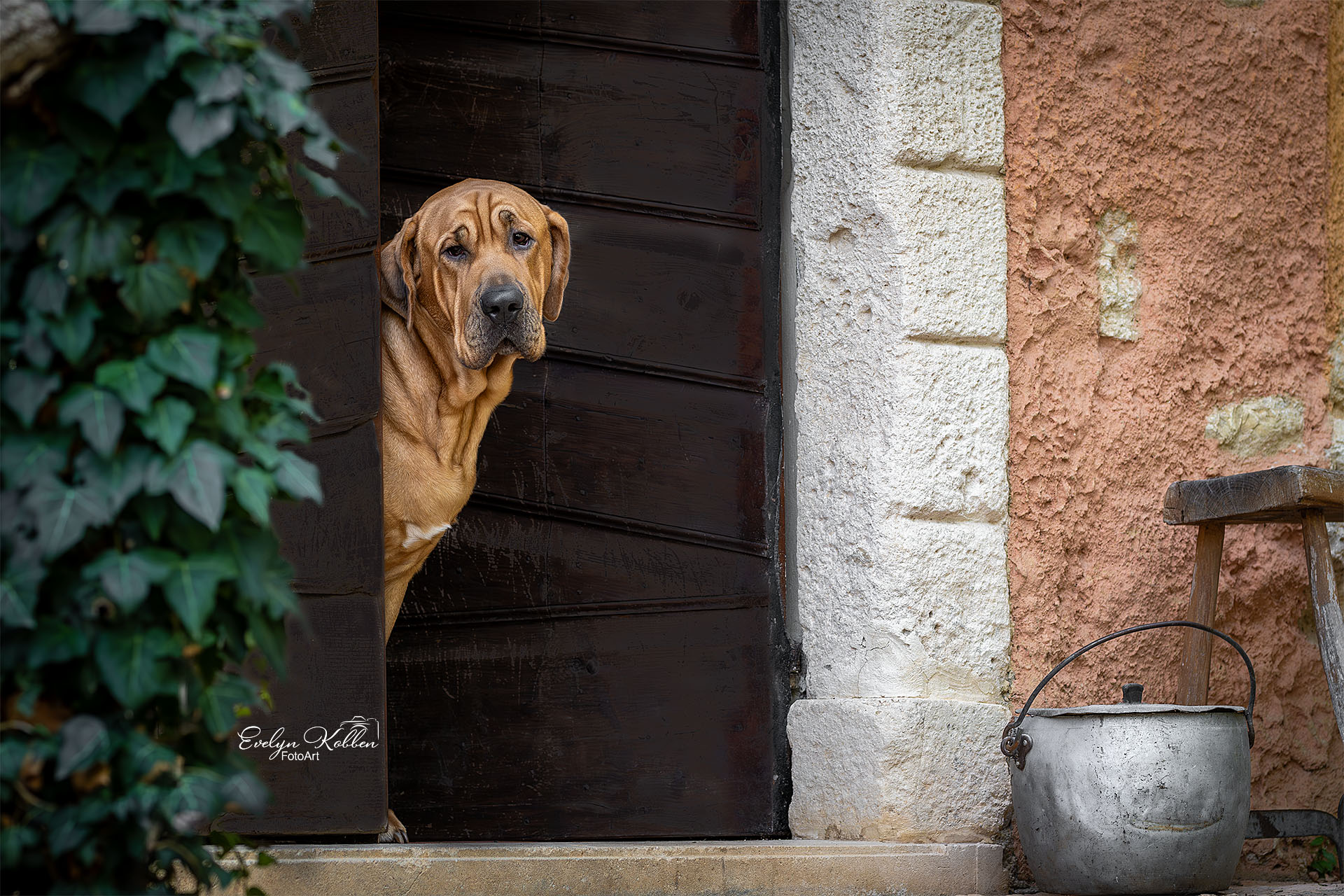 Broholmer Hundefotografie in Italien, brauner Hund schaut aus alter Haustür raus