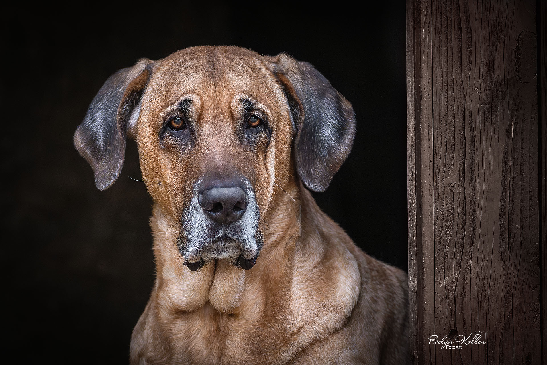 Portrait eines Broholmers