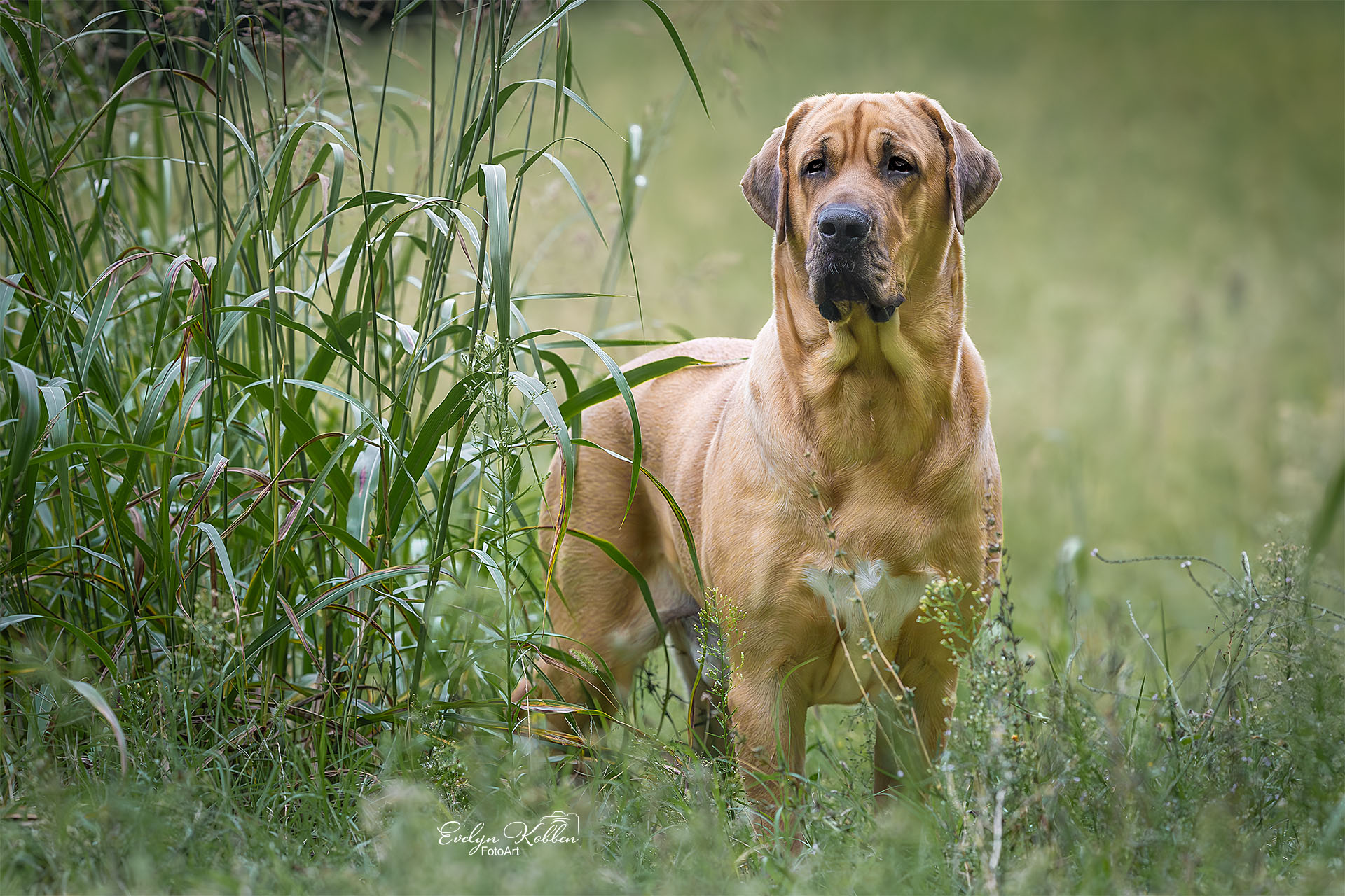Broholmer Hund in der Natur Italiens