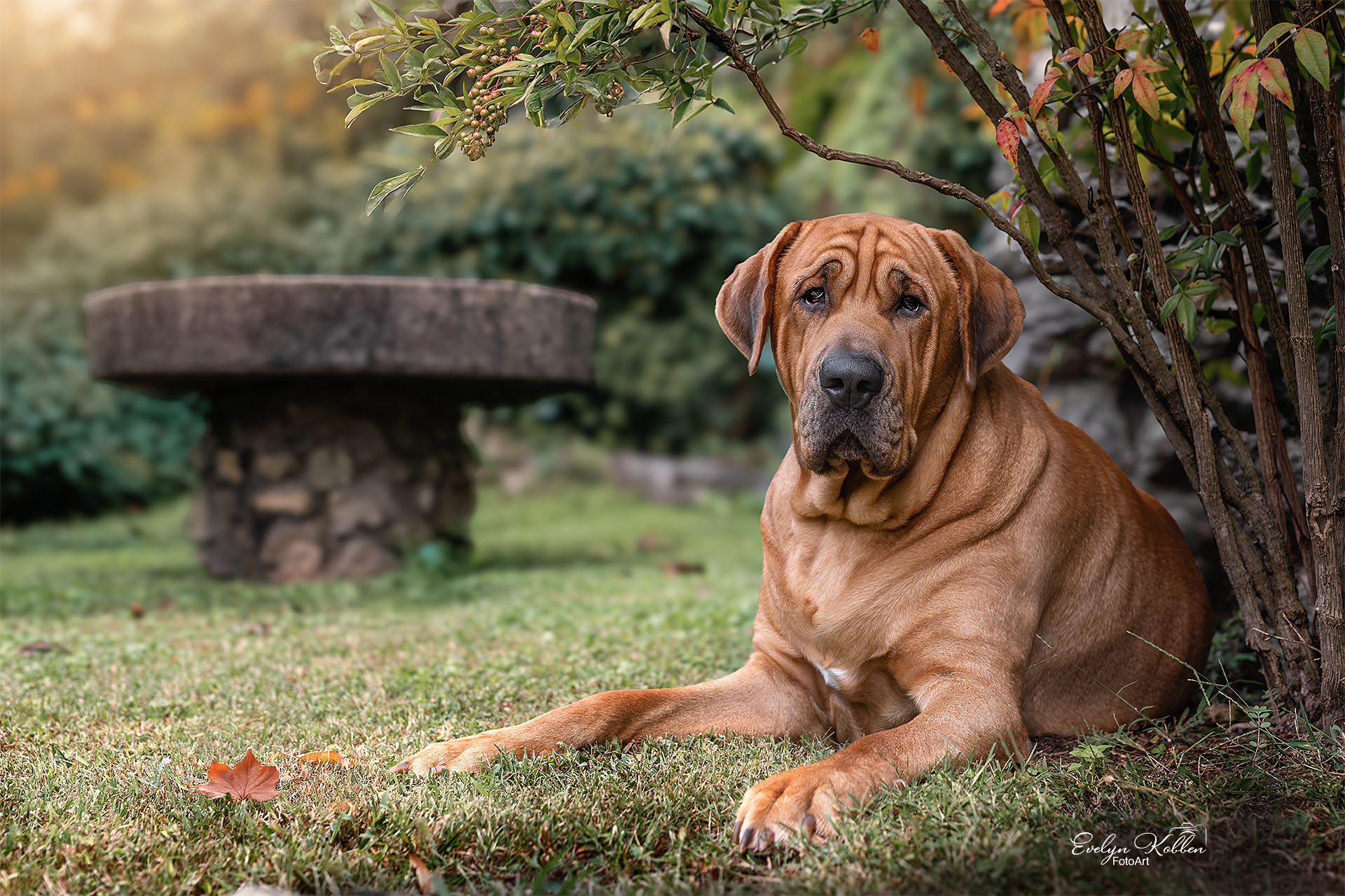Broholmer Hund in einem Garten in Italien