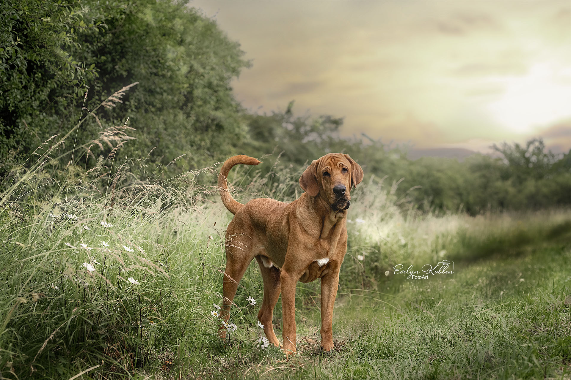 Broholmer Hund in der Natur