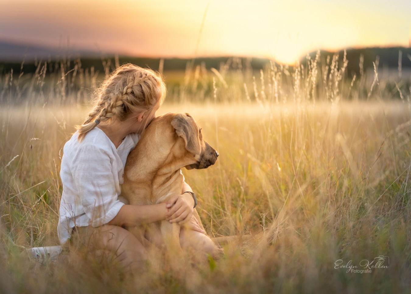 Broholmer – Hundefotografie in Deutschland auf einer Wiese. Ein Kind umarmt ihren Hund im Sonnenuntergang