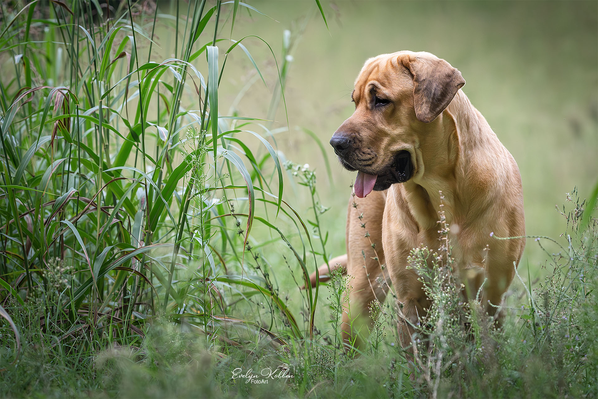 Broholmer Hund in der Natur Italiens