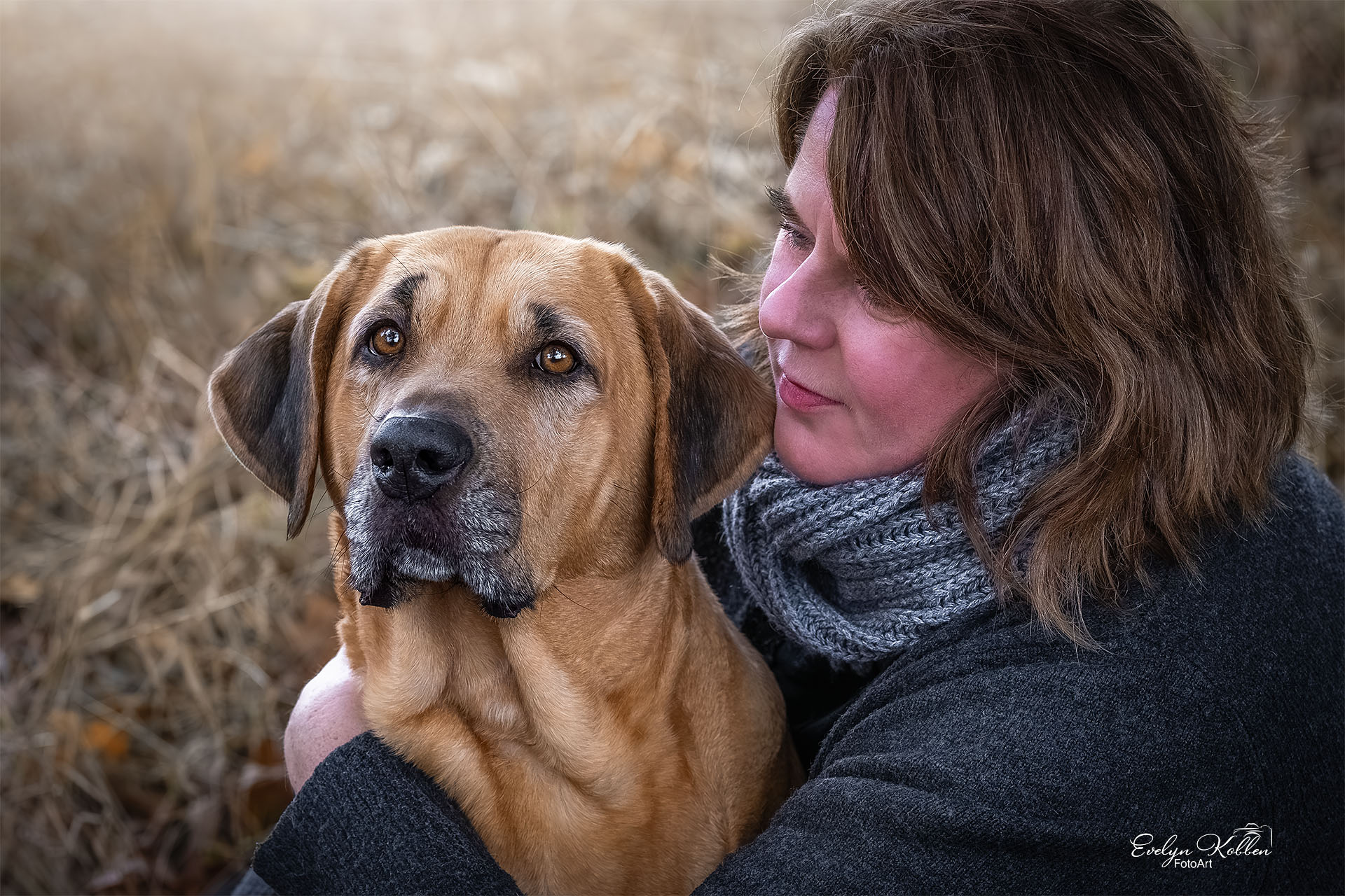Broholmer Hund – Porträt