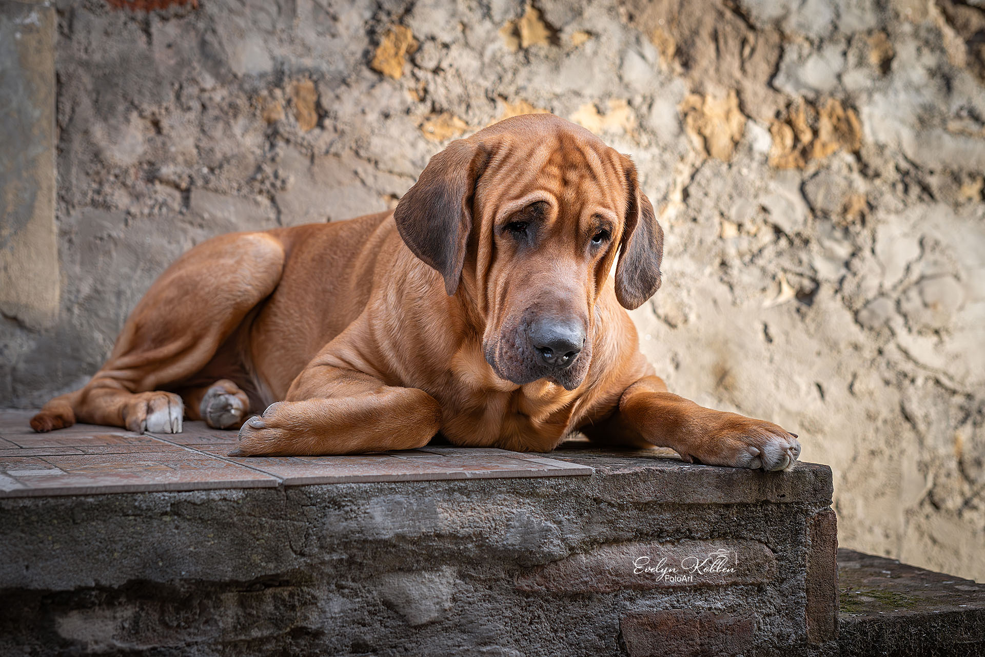 Broholmer – Hundefotografie in Italien vor einem Steinhaus