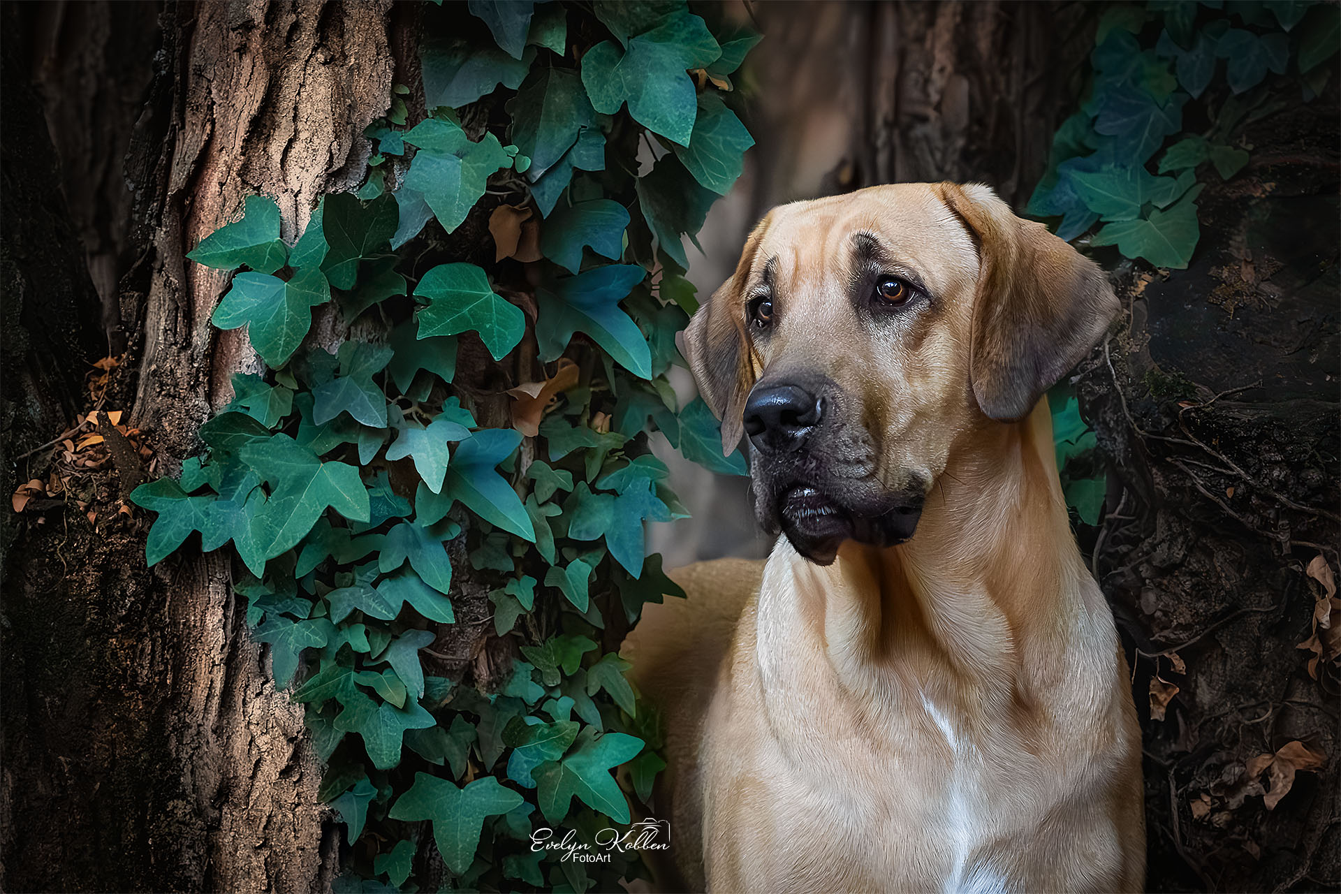 Portrait einer jungen Broholmer Hündin in einem Park in Italien