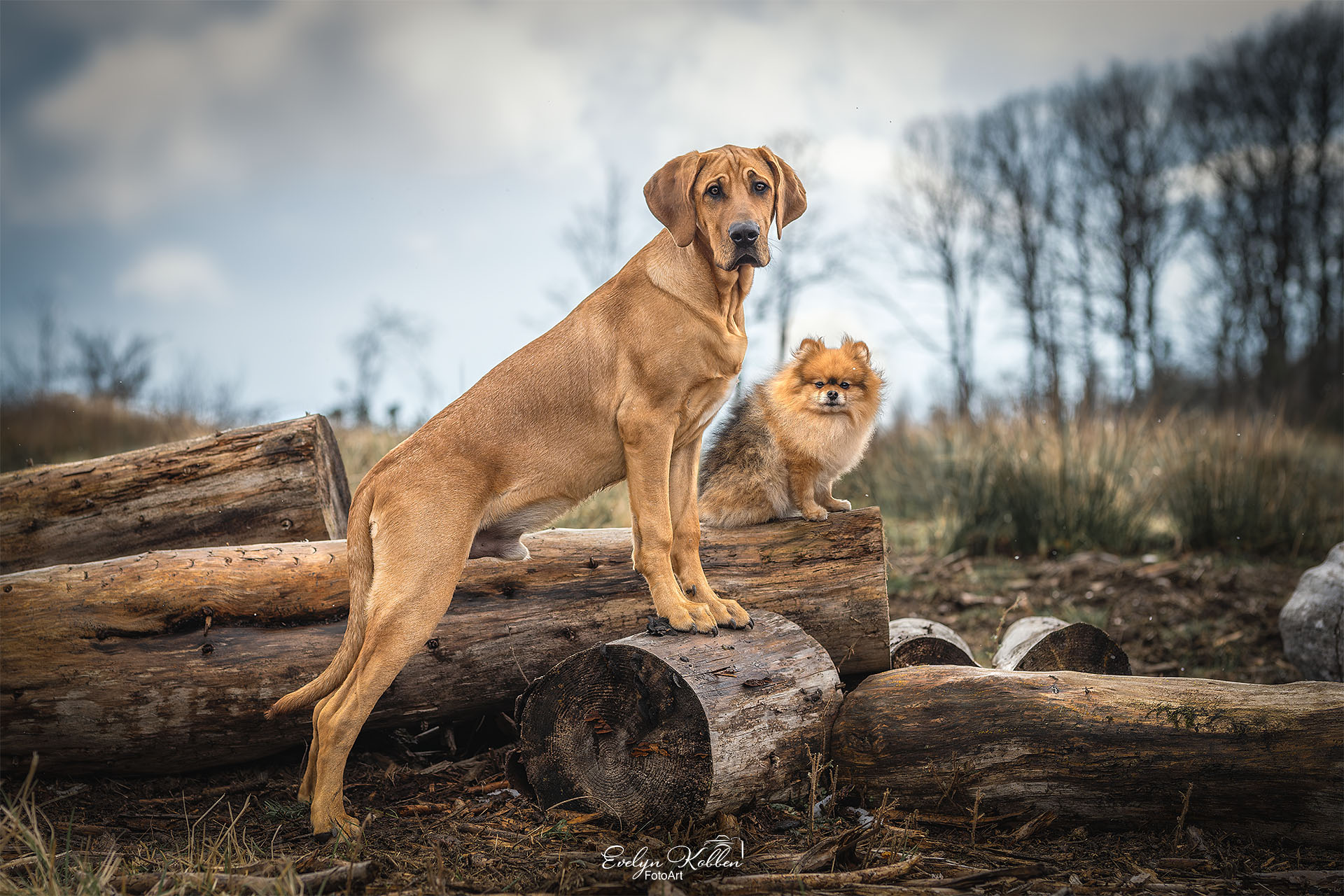 Best friends - Broholmer Junghund und Zwergspitz auf Entdeckungsreise im Siegerland, Deutschland