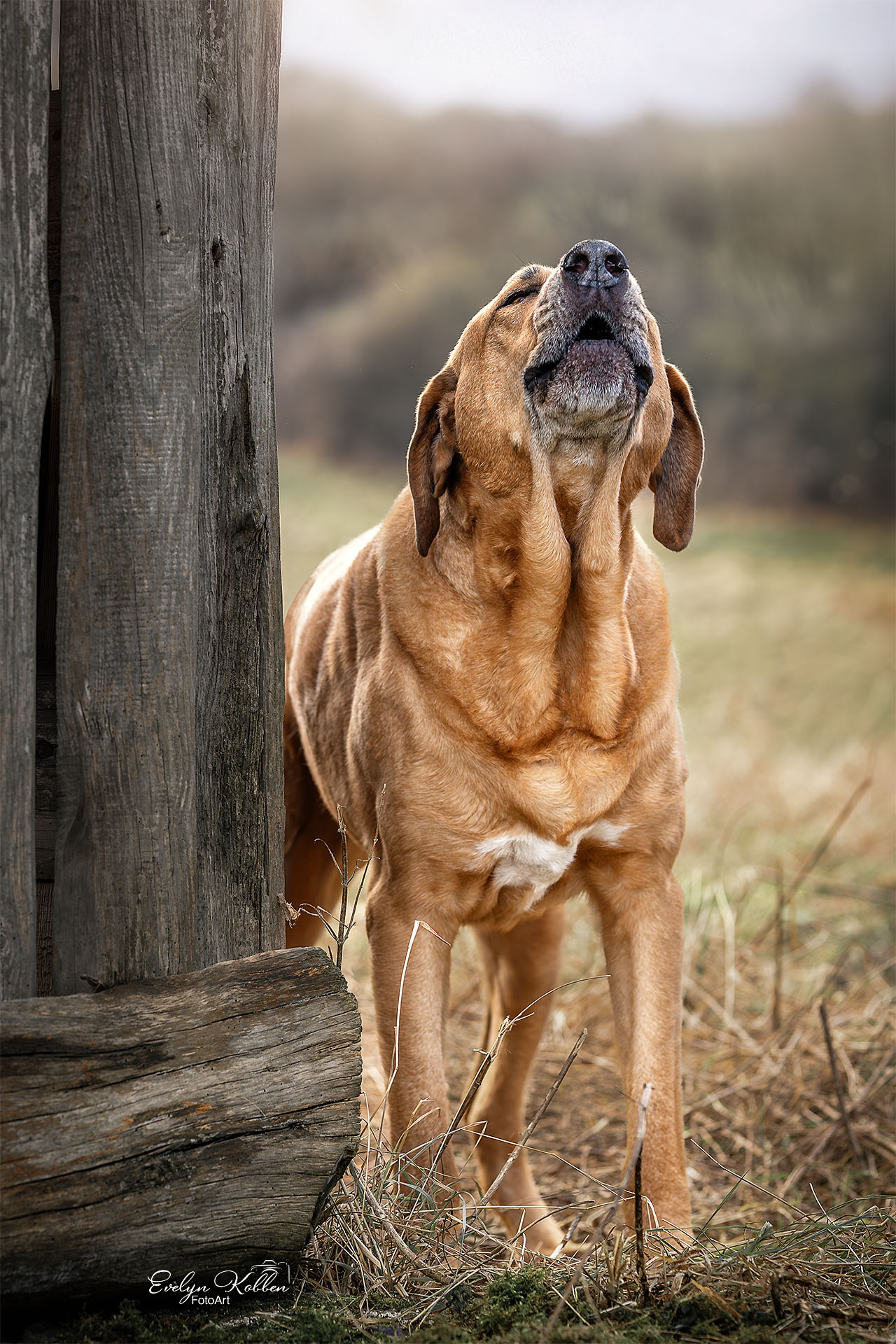 Broholmer Hund bellt hinter einer Holzscheune in der Natur