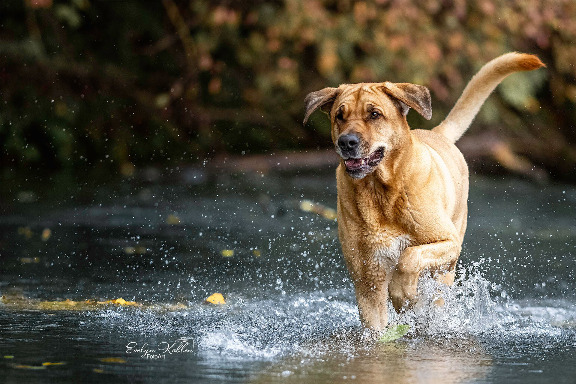 Ein Broholmer läuft begeistert durch einen flachen Fluss in der Schweiz, Wasser spritzt nach oben