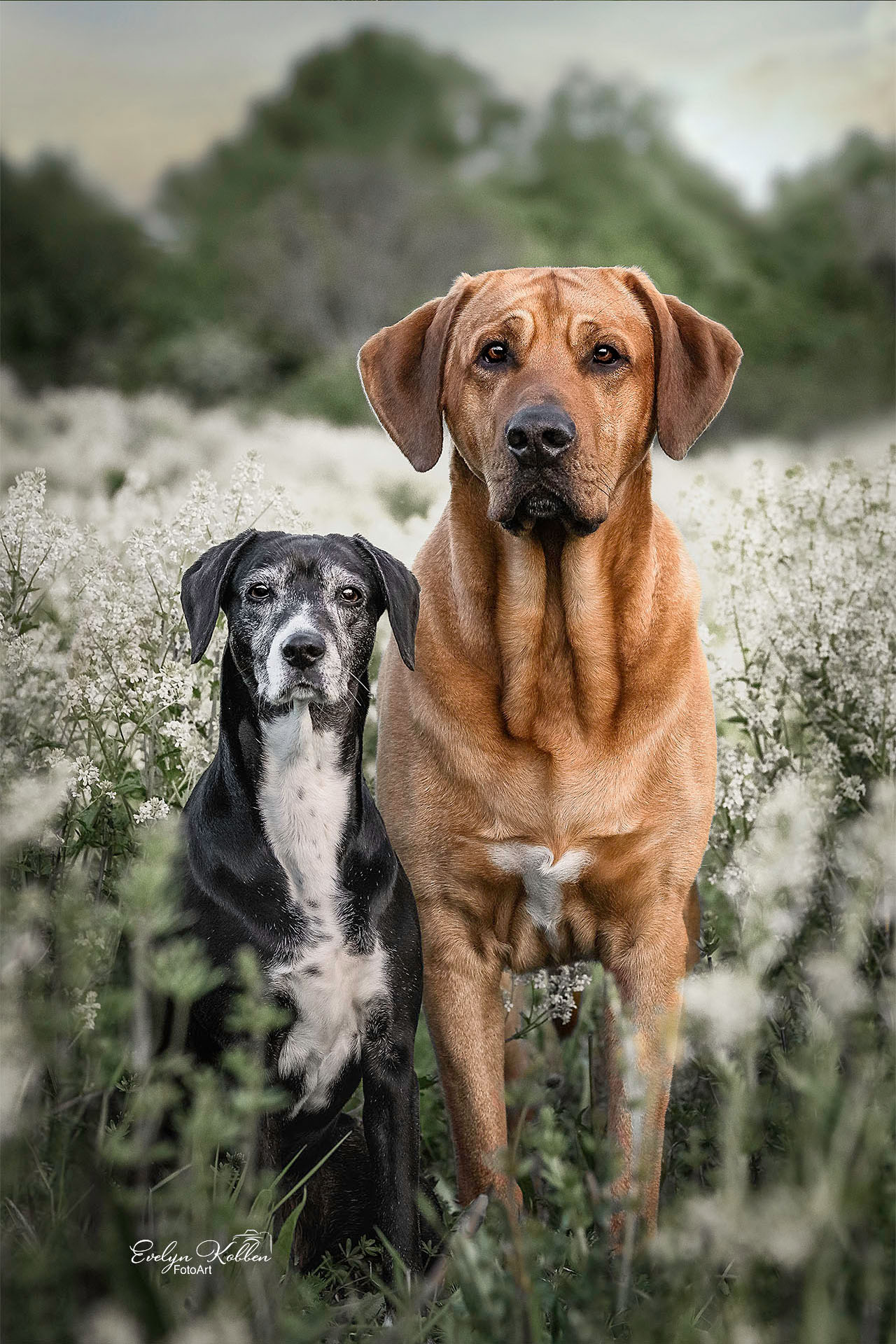 Broholmer Hund in der Natur mit seiner Hundefreundin