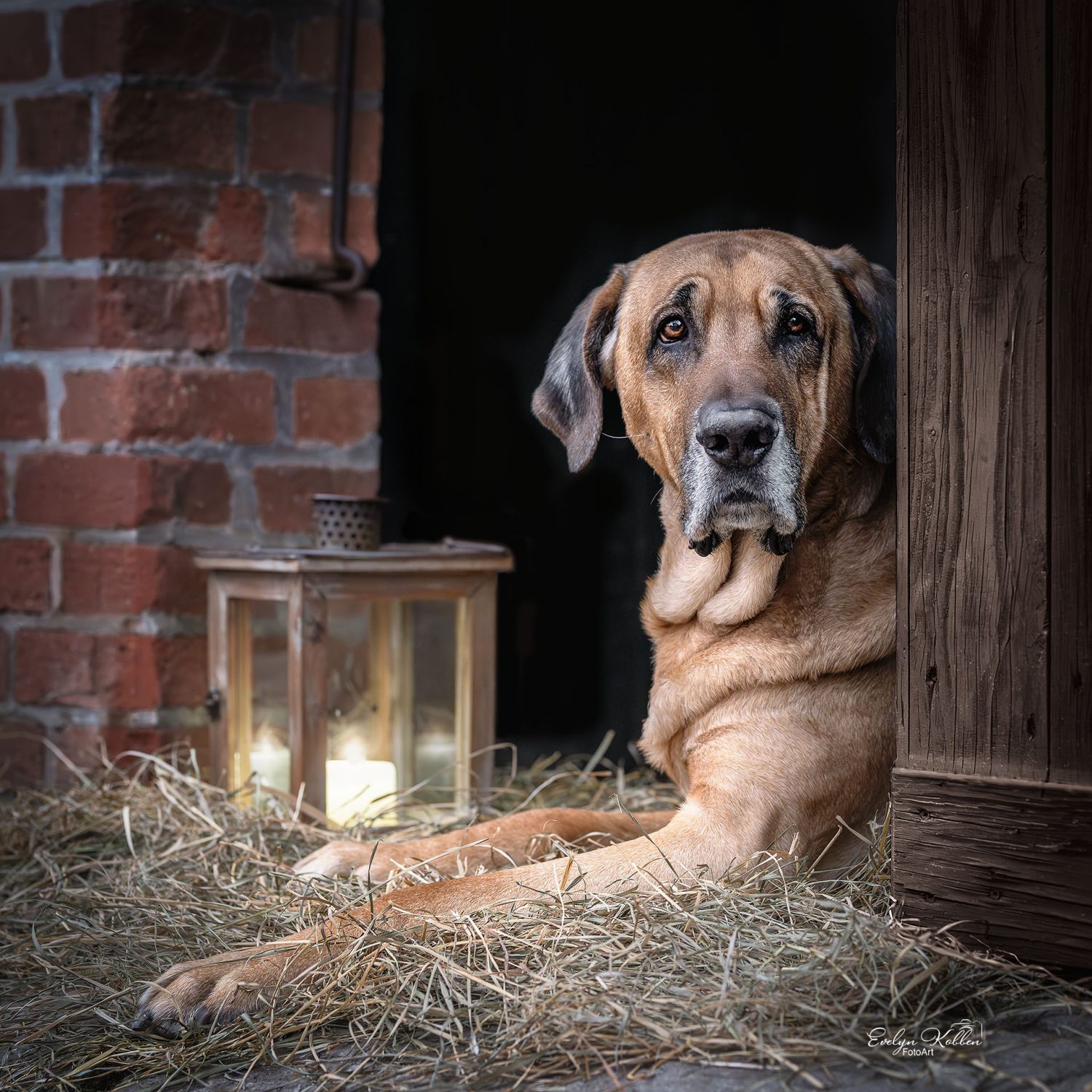 Broholmer – Hundefotografie - Ein 9-jähriger Broholmer liegt in einem Scheuneneingang