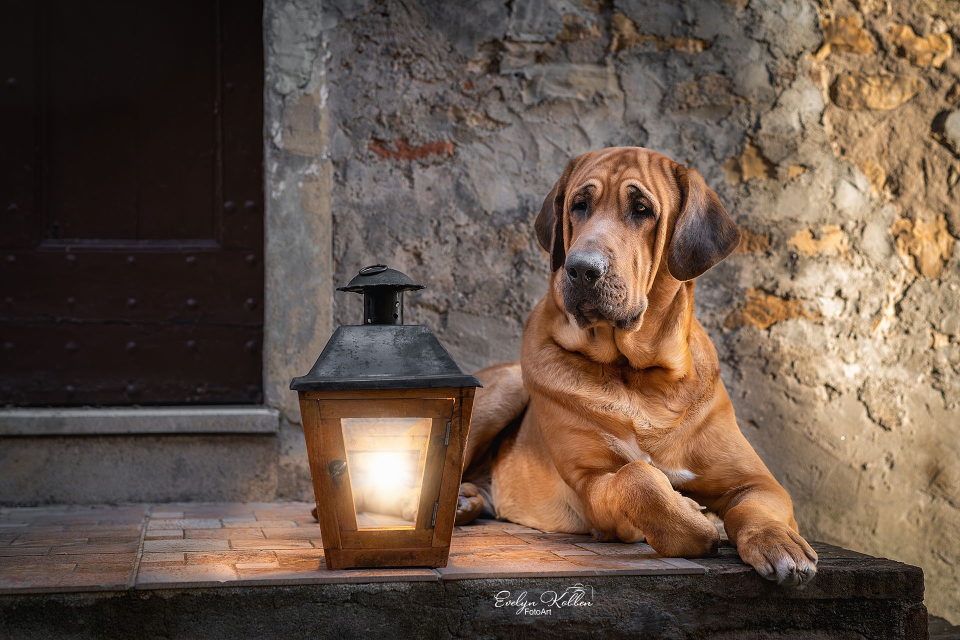Broholmer Hund vor einem Steinhaus in Italien