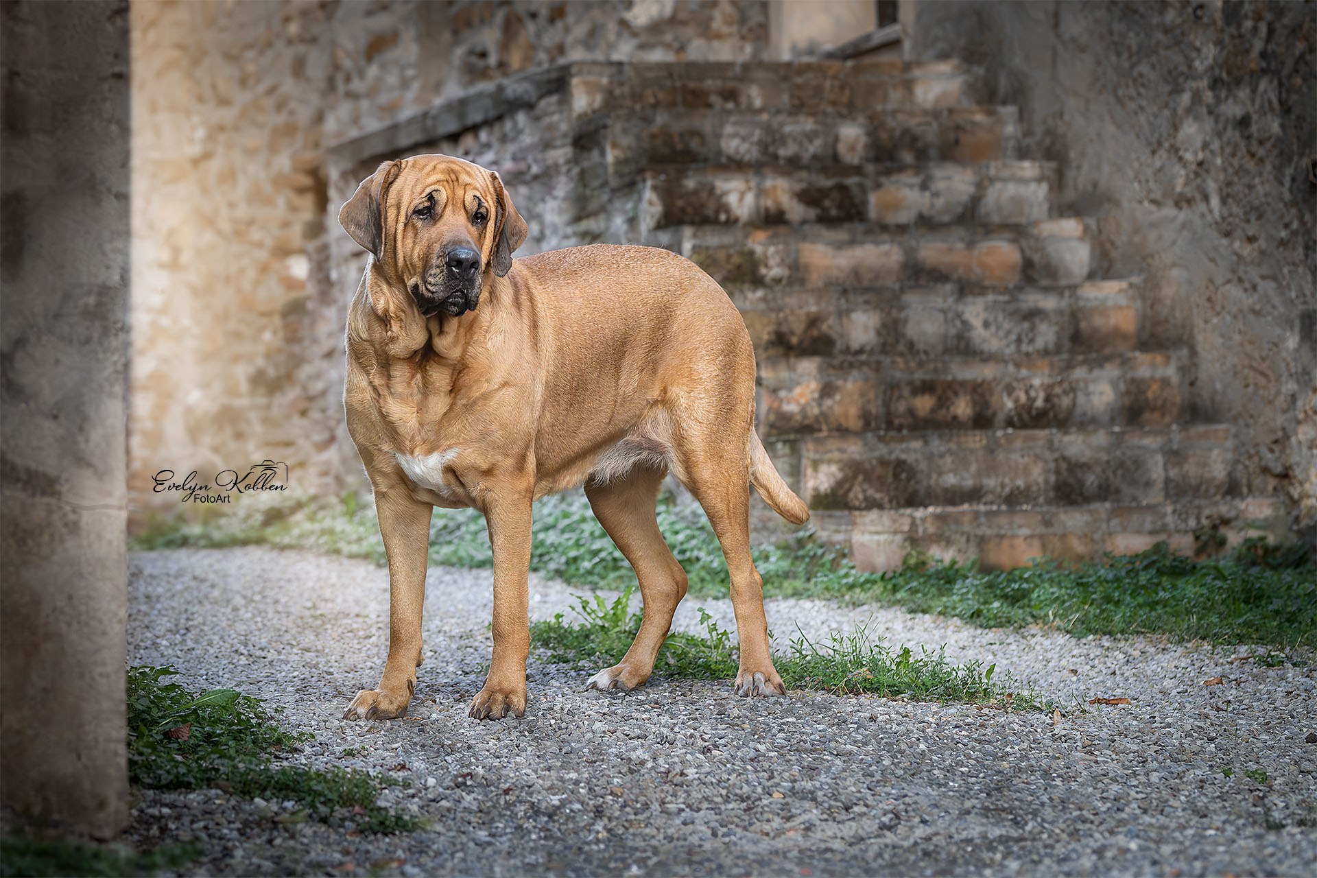 Broholmer Hund in einem alten Dorf in Italien