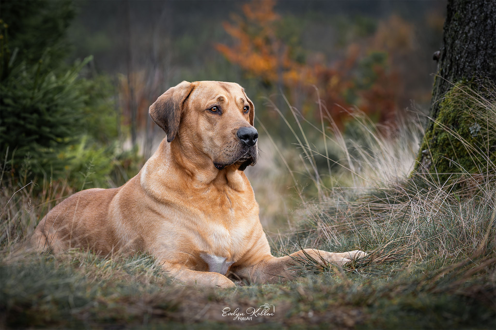 Broholmer Hund in der Natur im Siegerland, Deutschland