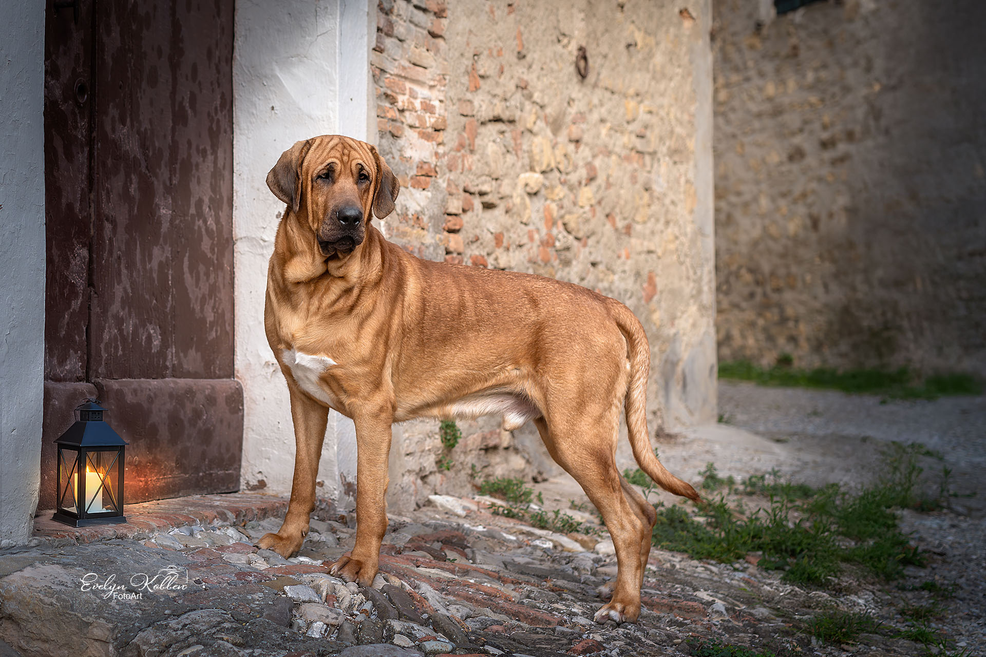 Broholmer Hund in einer historischen Stadt in Italien