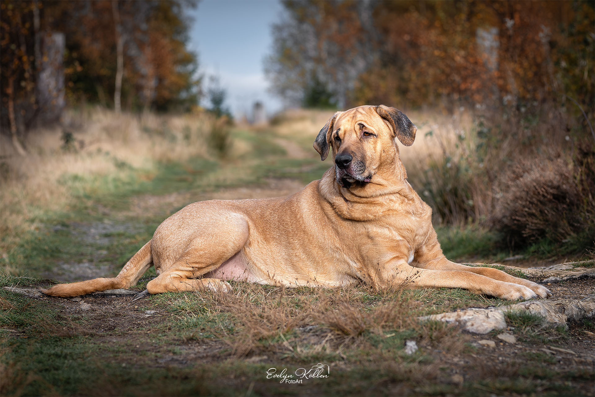Broholmer Hund in der Natur im Siegerland (D)