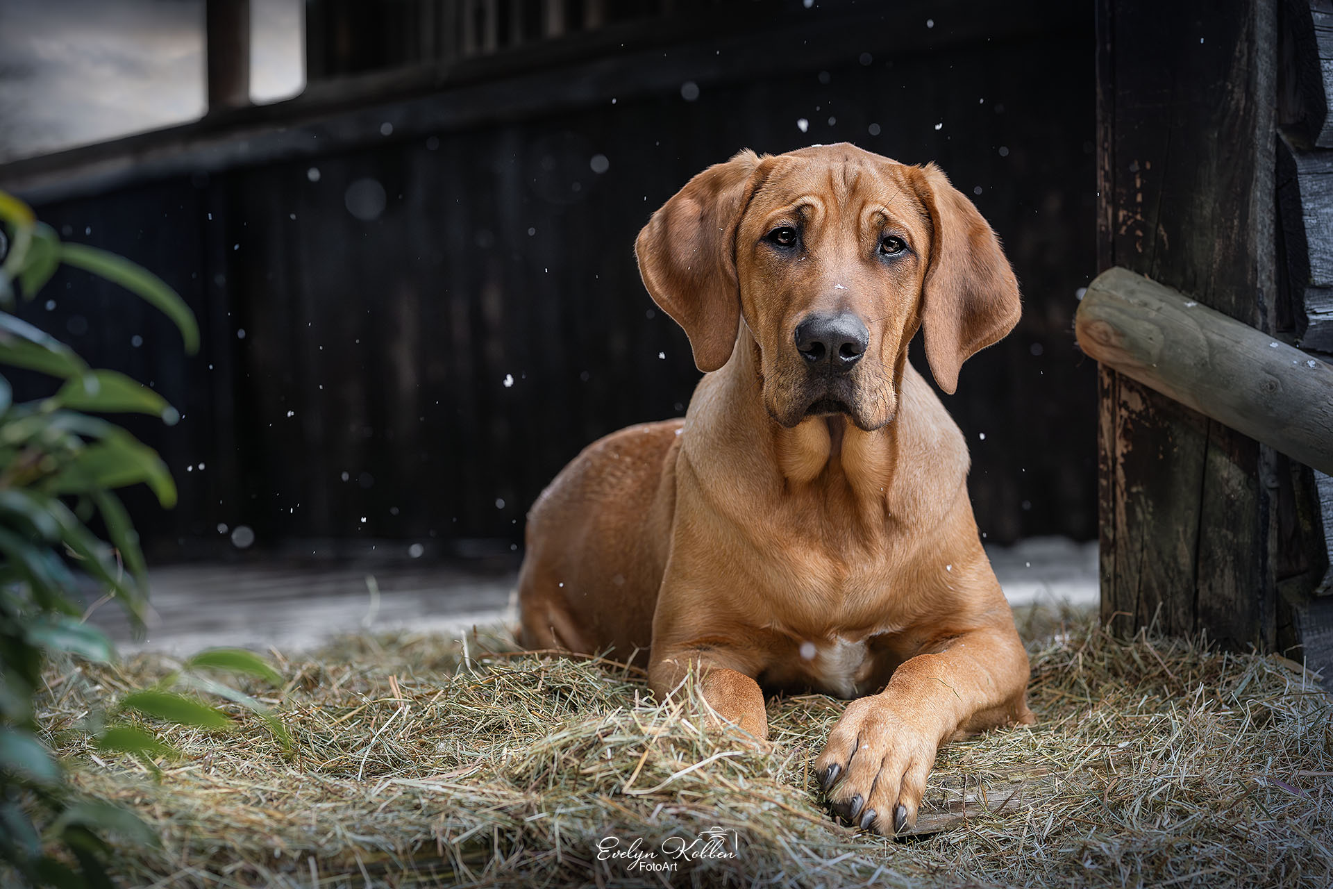 Broholmer Hund – Porträt eines Junghundes in einem Scheuneneingang
