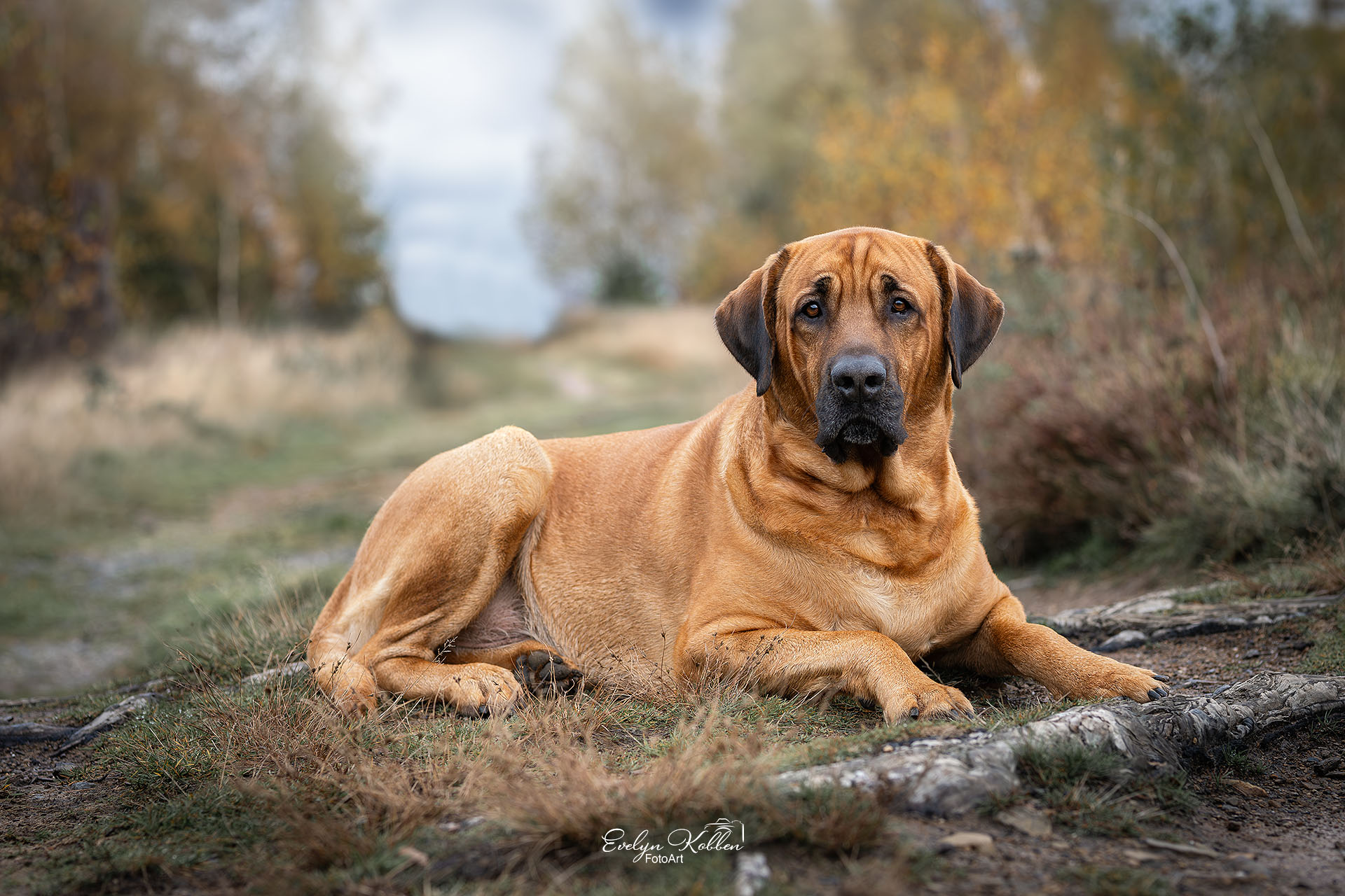 Broholmer Hund – Porträt in der Natur in Deutschland