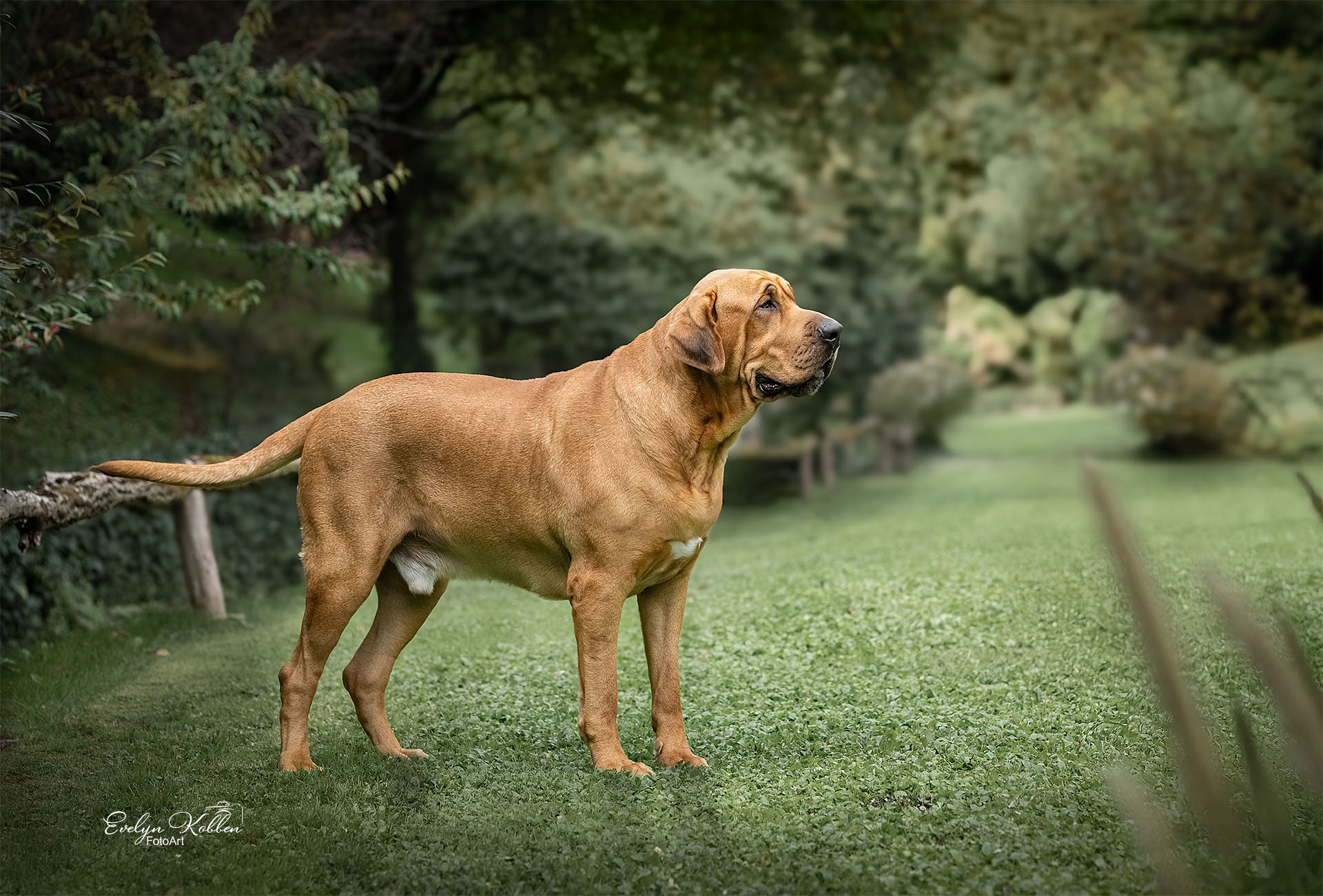 Ein Broholmer in einem Park in Italien