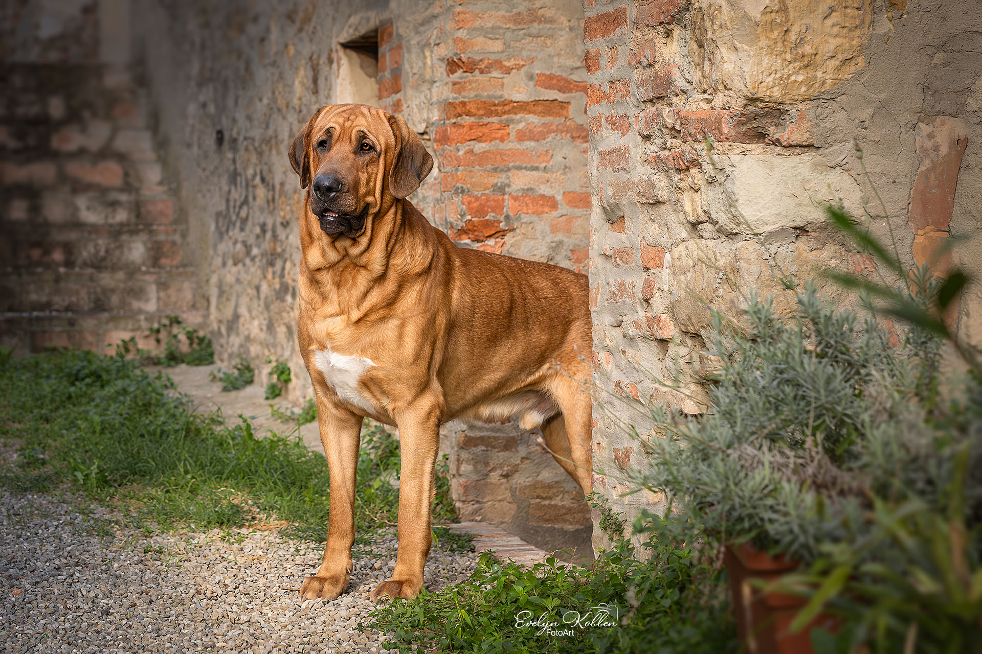 Ein Broholmer steht im Eingang eines Steinhauses in Italien, die Sonne gibt weiches Licht