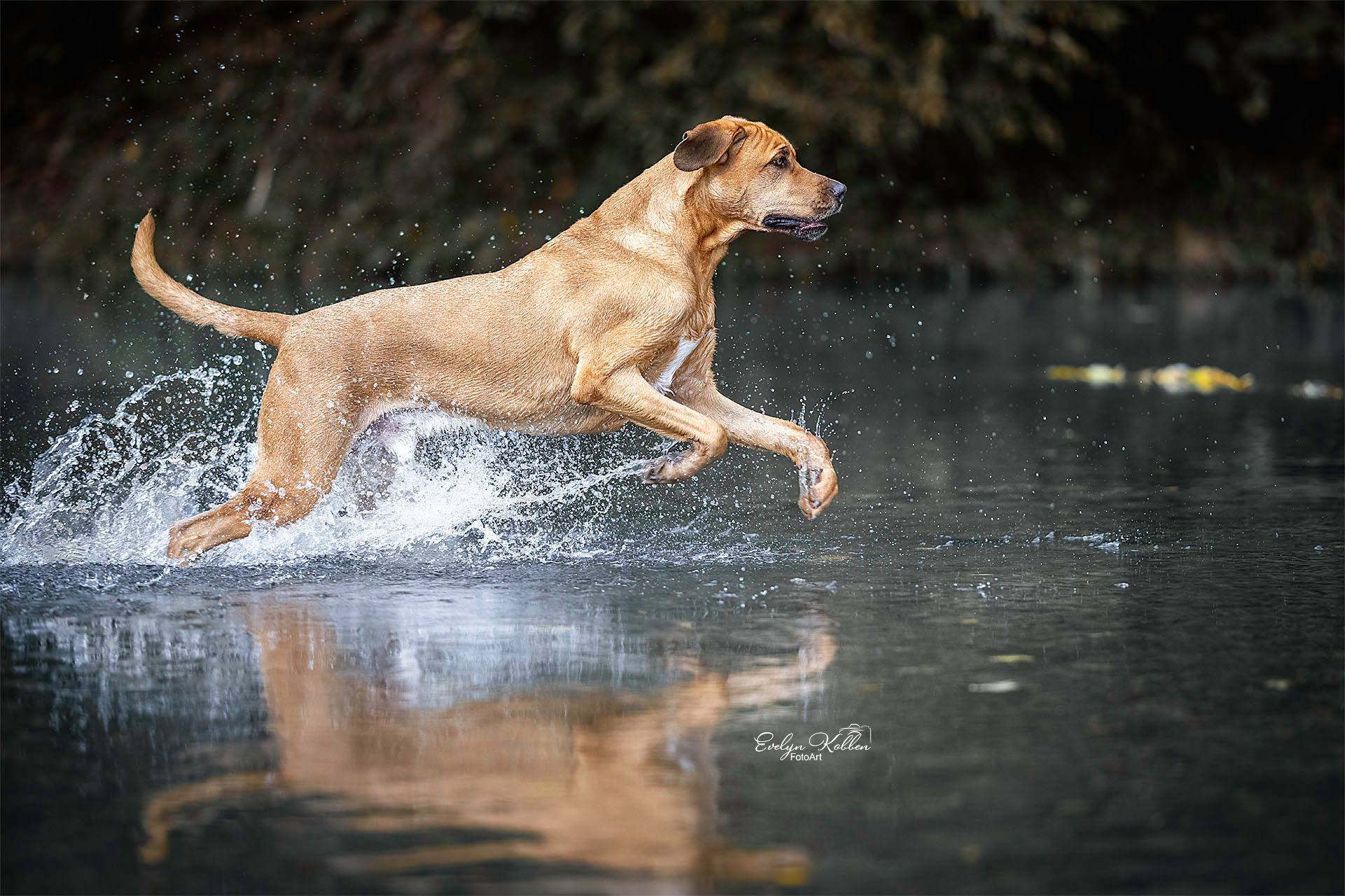 Ein Broholmer rennt durch das flache Wasser eines Flusses in der Schweiz