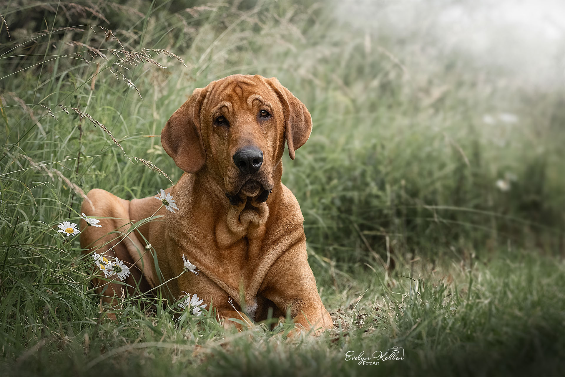 Broholmer Hund – Porträt
