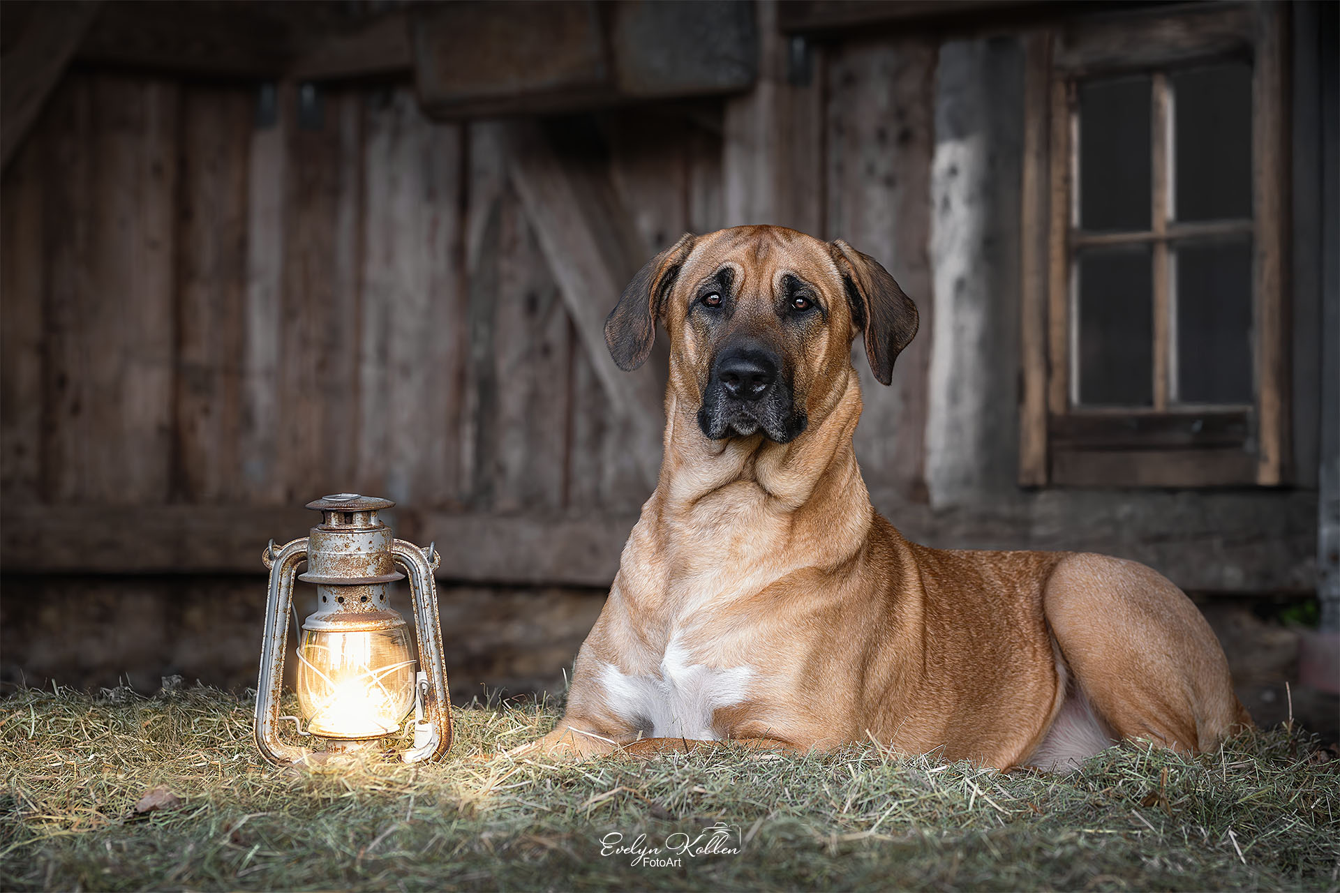 Broholmer Hund – Porträt in einem Offenstall in Deutschland, die Laterne gibt warmes Licht