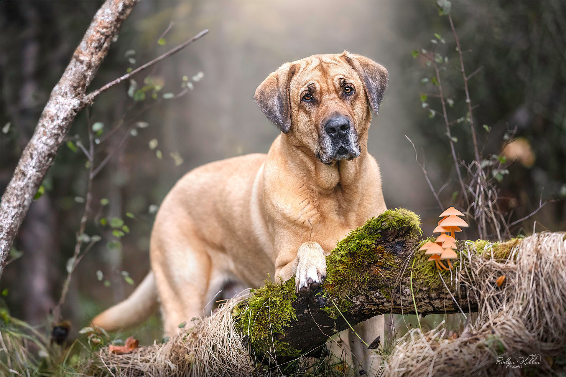 Ein Broholmer findet im Wald von der Schweiz einen Baumstamm mit Pilzen