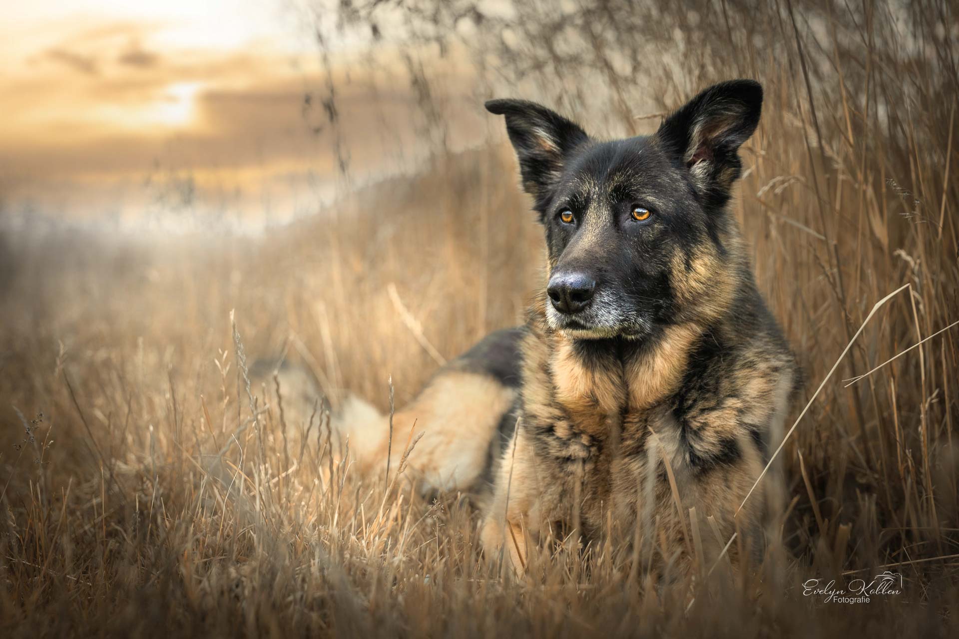 Ein Deutscher Schäferhund in der Feldmark Einbecks