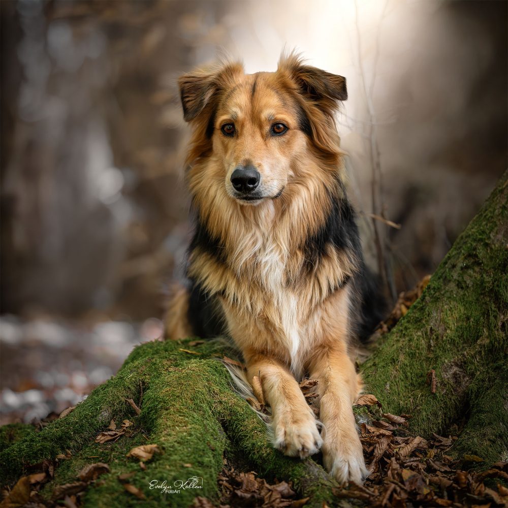 hundefotografie-hundefotos-tierfotograf-evelyn-kobben-fotoart-183