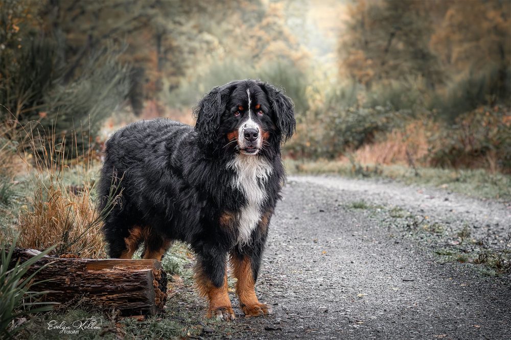 hundefotografie-hundefotos-tierfotograf-evelyn-kobben-fotoart-187