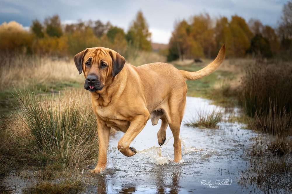 hundefotografie-hundefotos-tierfotograf-evelyn-kobben-fotoart-190
