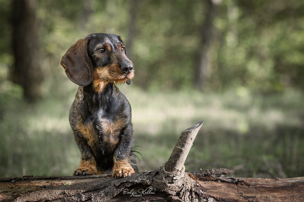 hundefotografie-hundefotos-tierfotograf-evelyn-kobben-fotoart-202