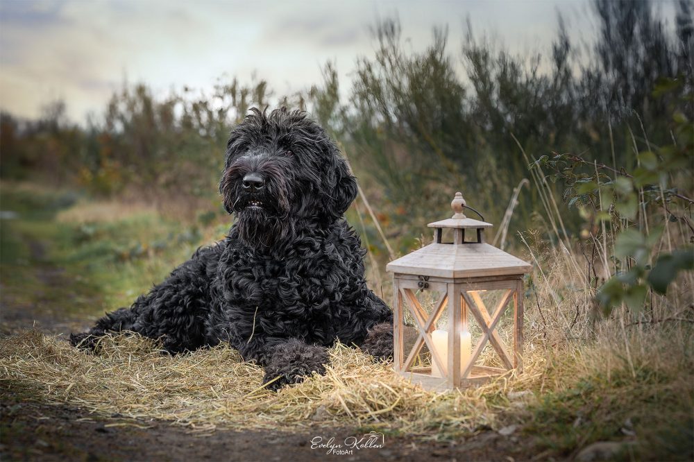hundefotografie-hundefotos-tierfotograf-evelyn-kobben-fotoart-203